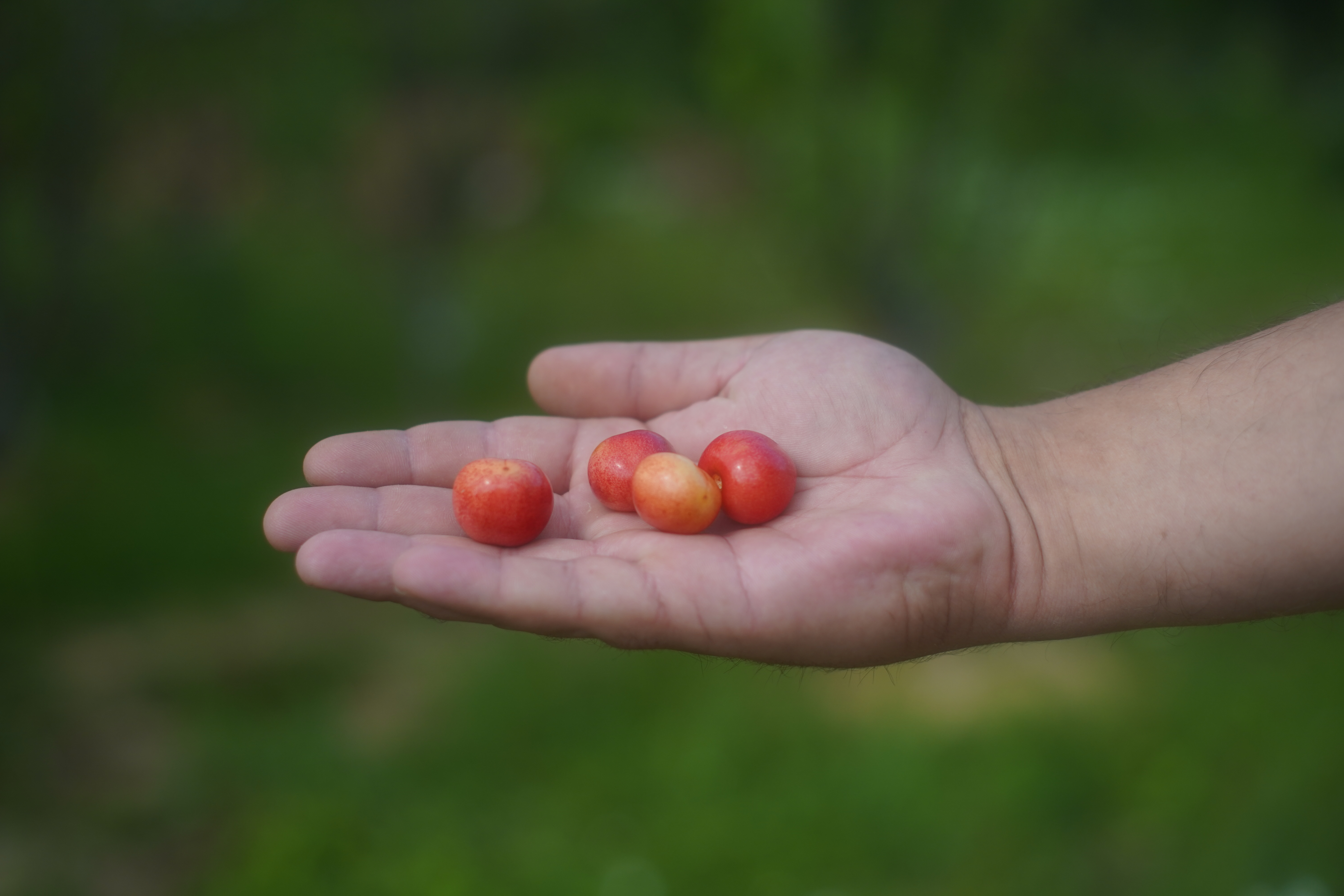 Саженцы черешни как выглядят