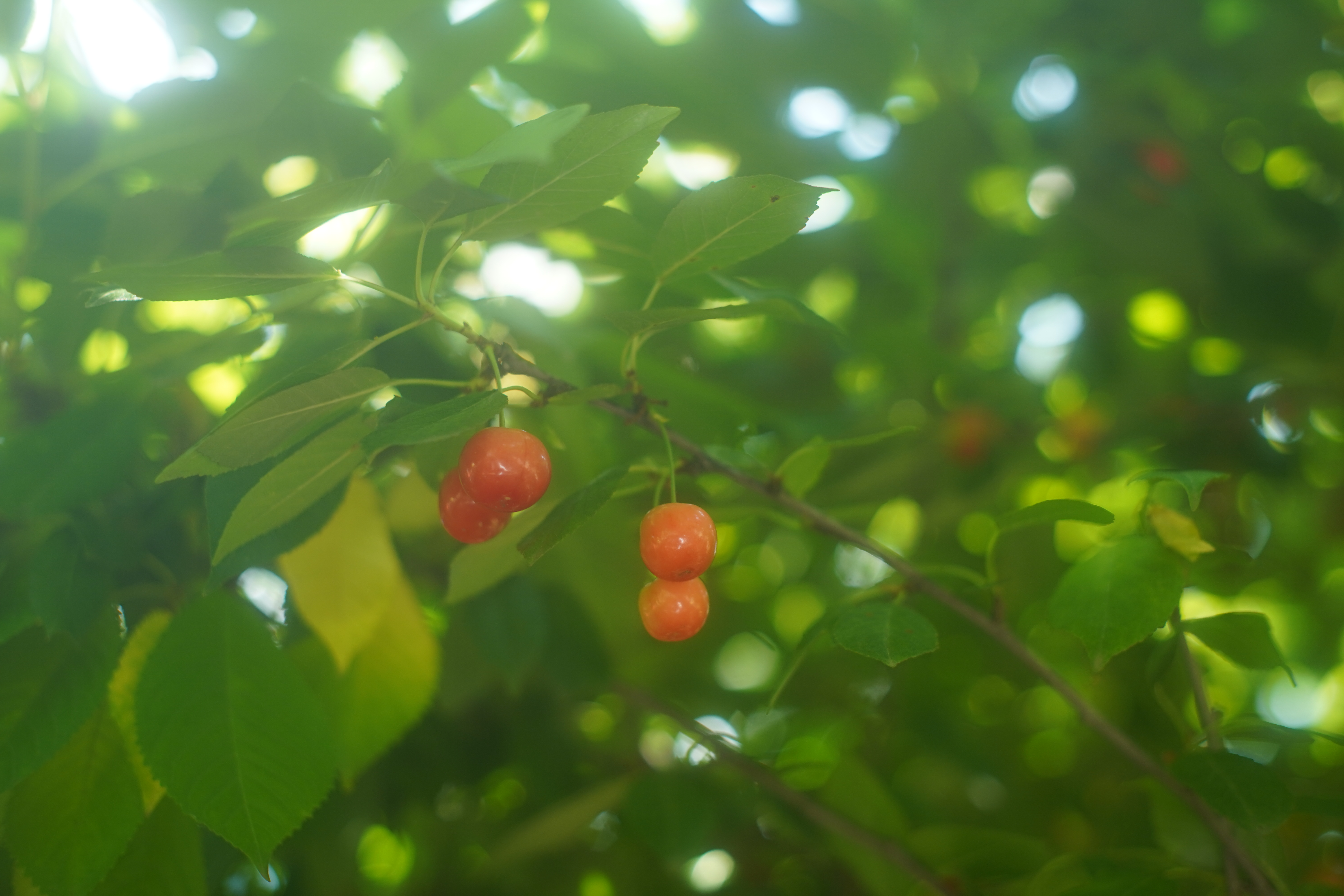 Саженцы черешни как выглядят