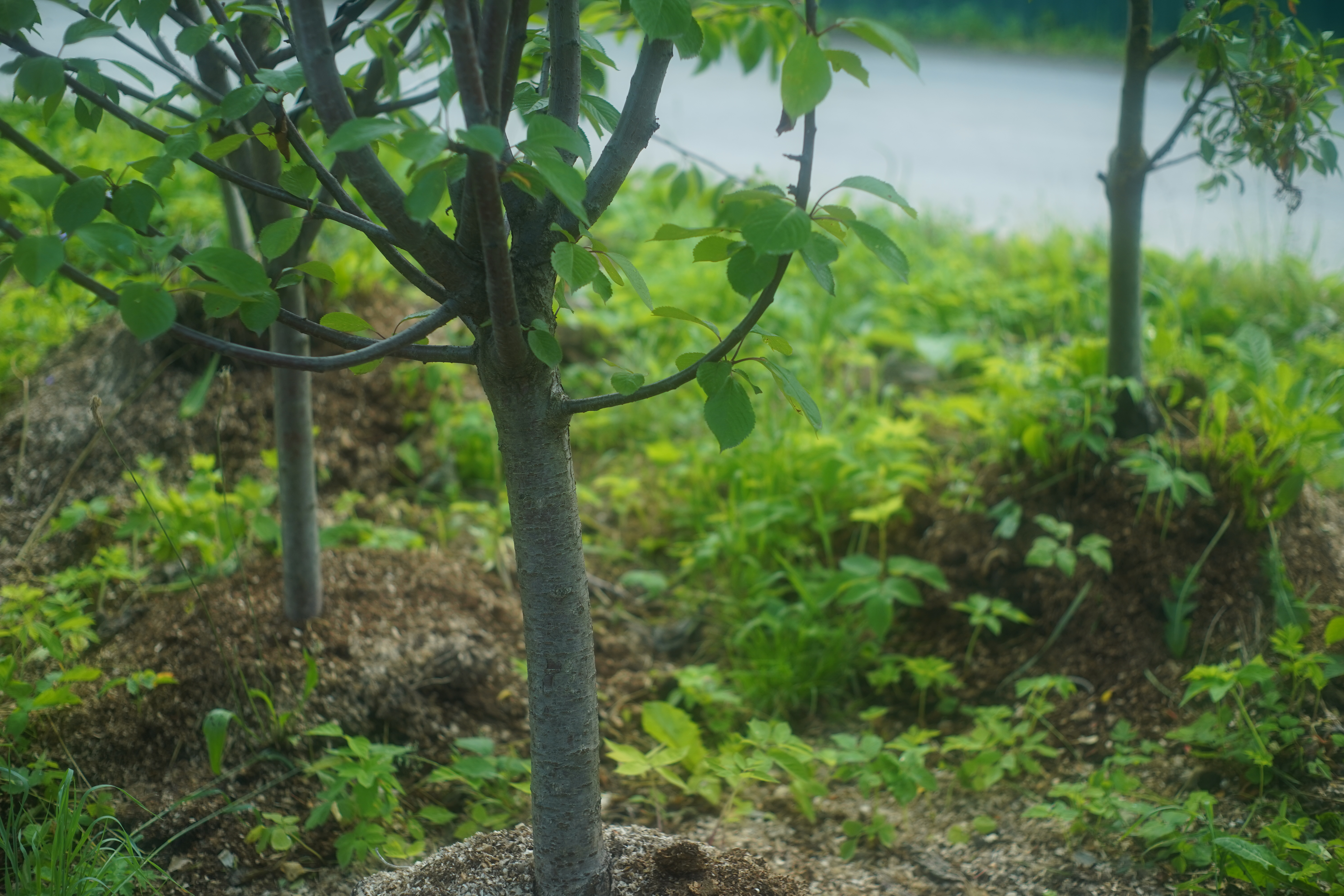 Саженцы черешни как выглядят