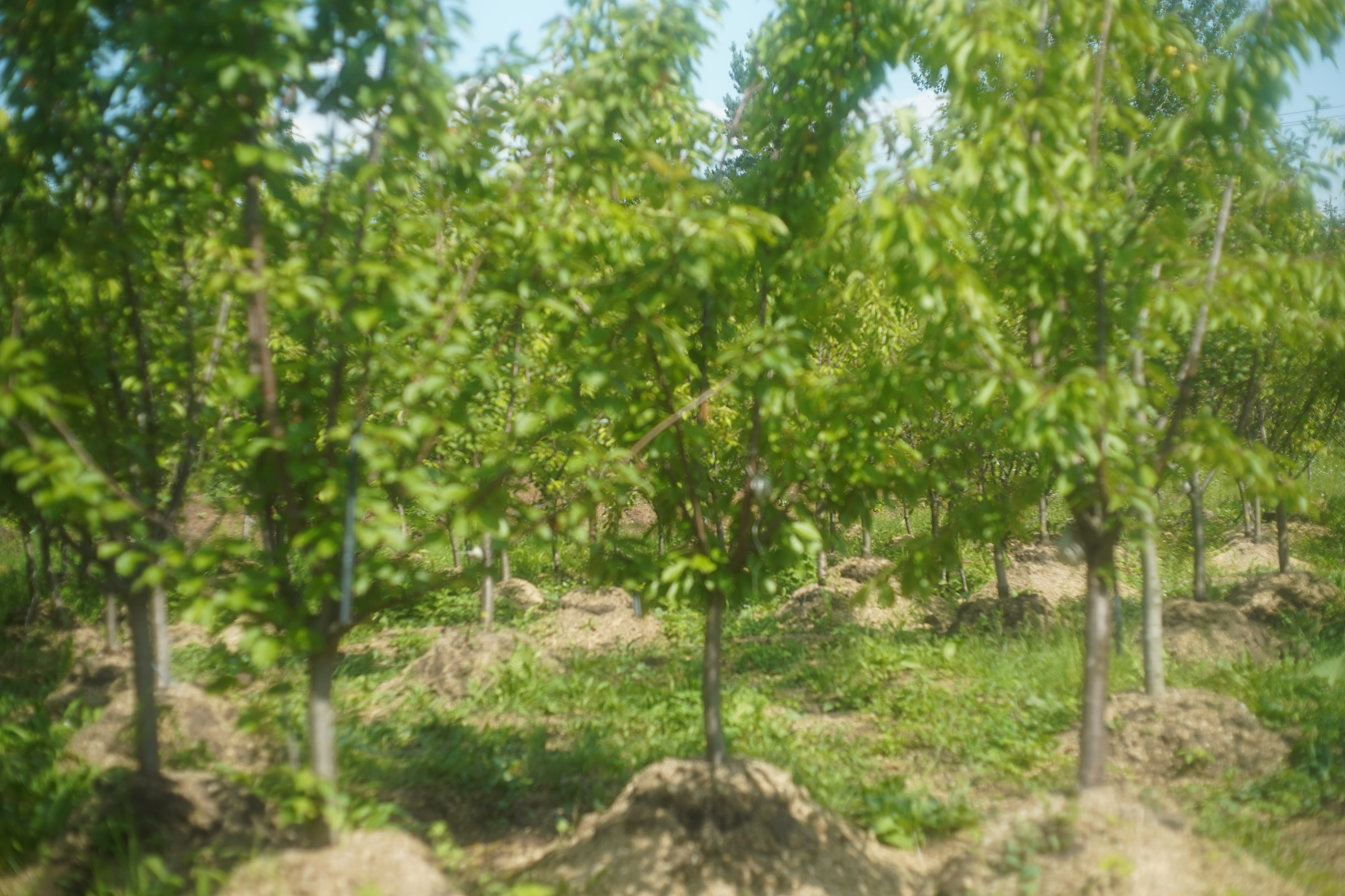 Питомник садовых растения Кольцово