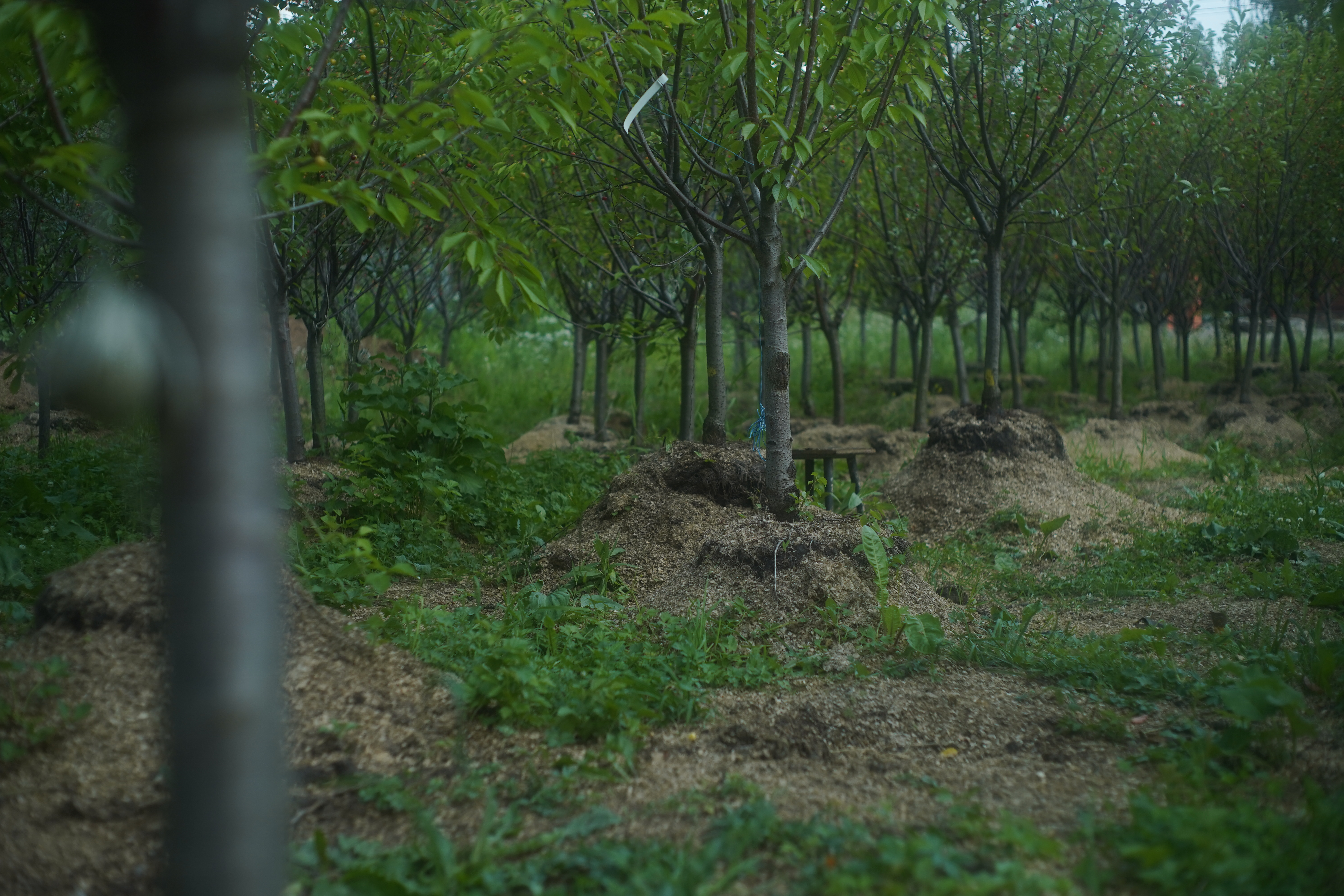 Саженцы черешни как выглядят