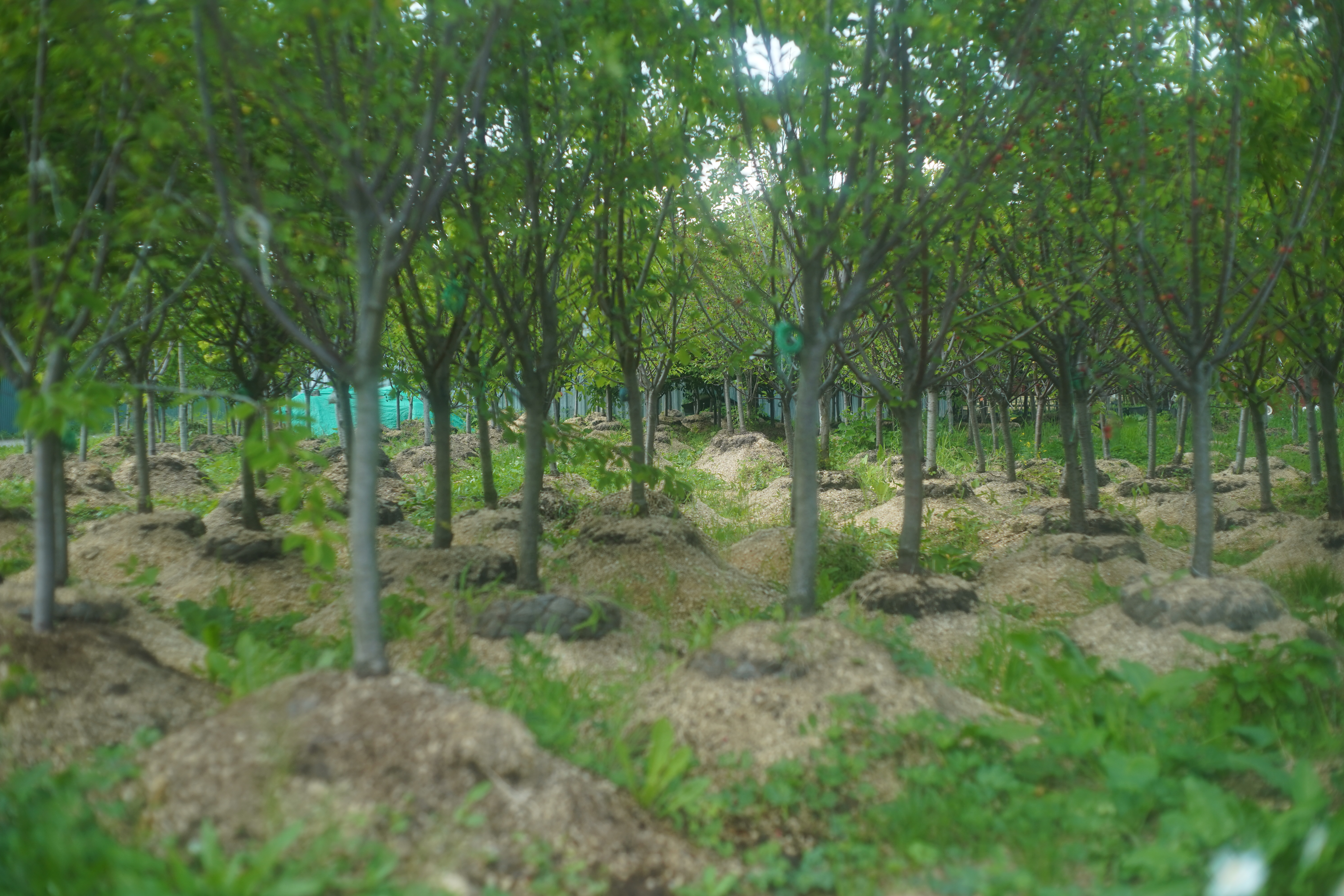 Саженцы черешни как выглядят