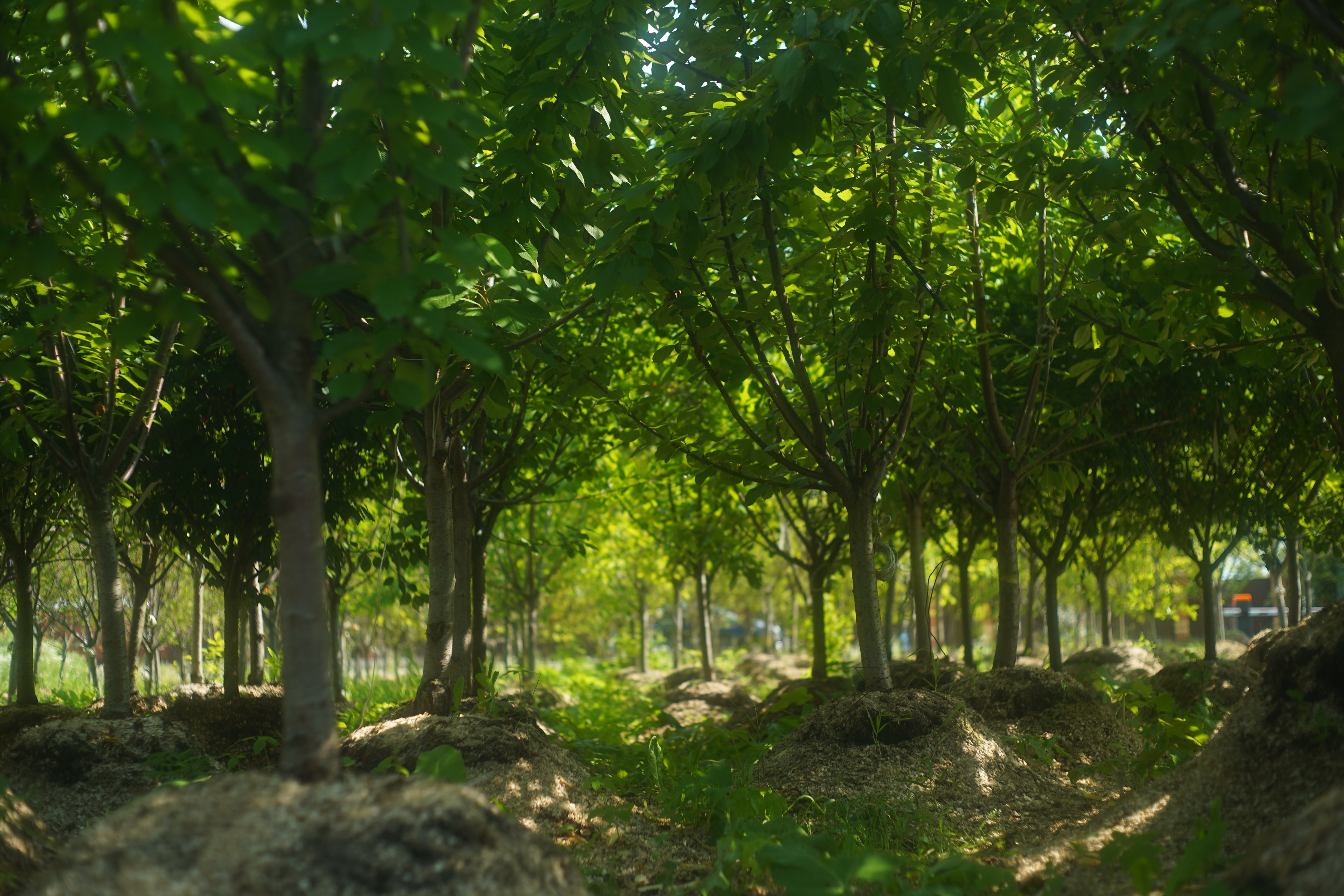 Саженцы черешни как выглядят