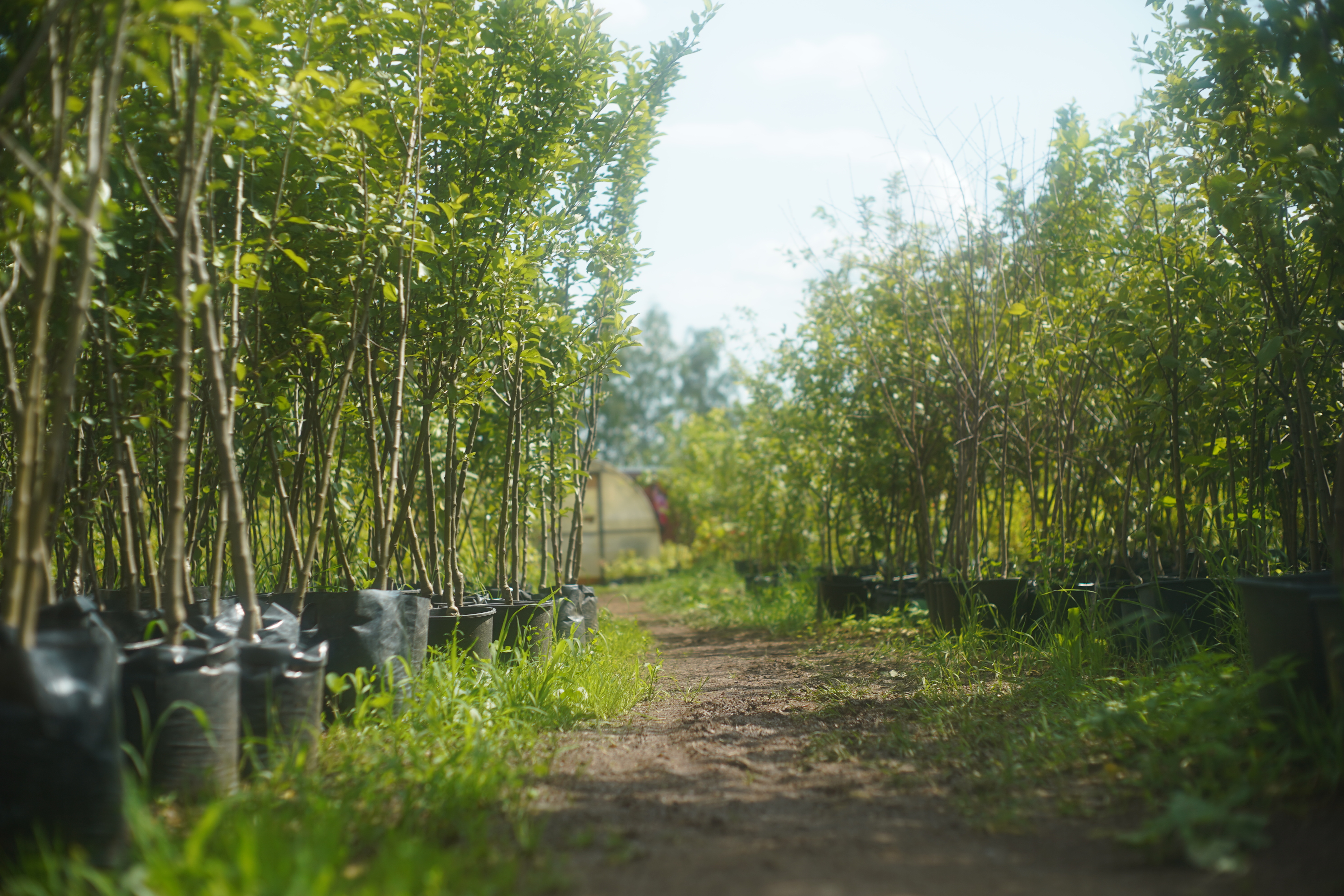 Питомник садовых растения Кольцово