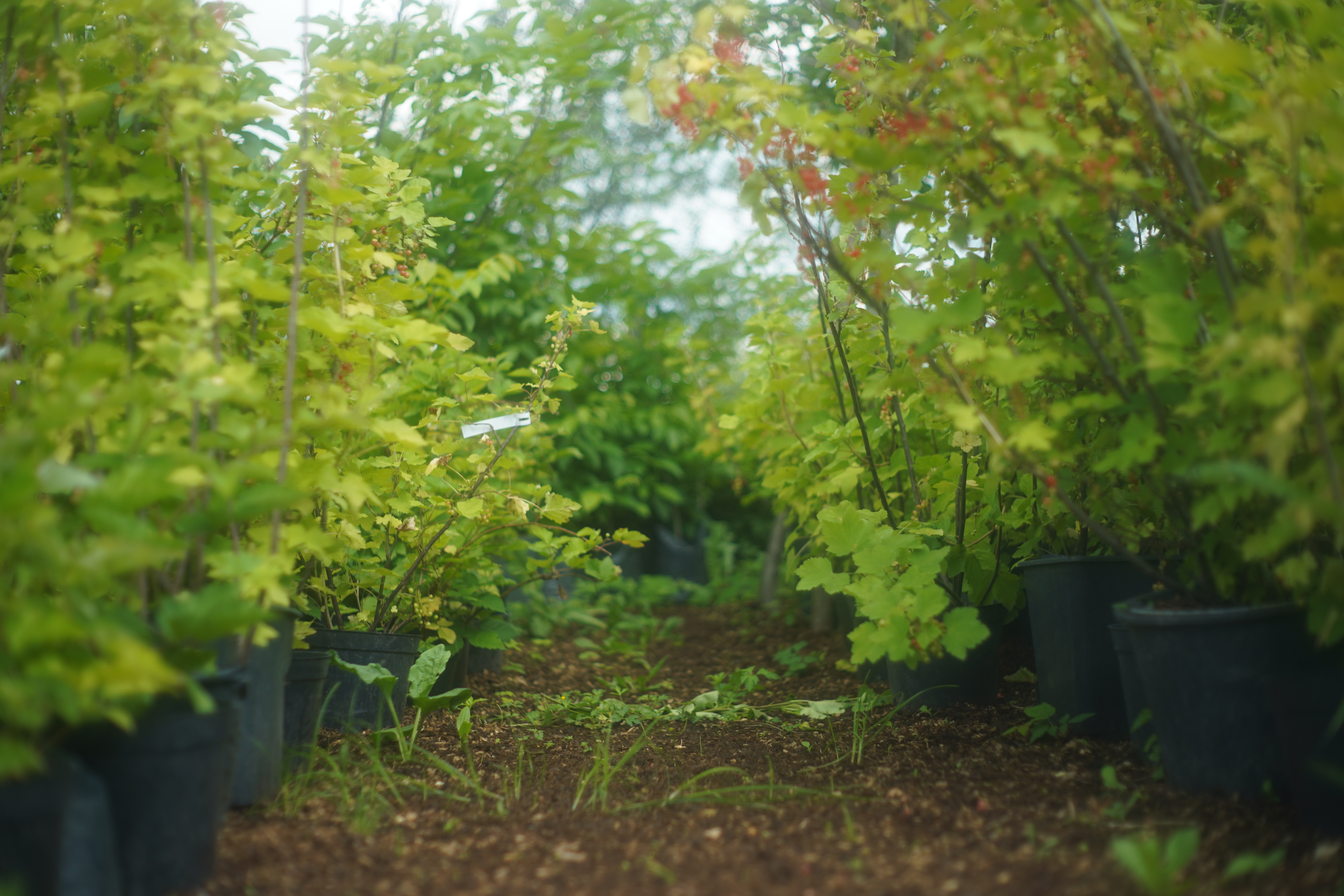 Питомник садовых растения Кольцово