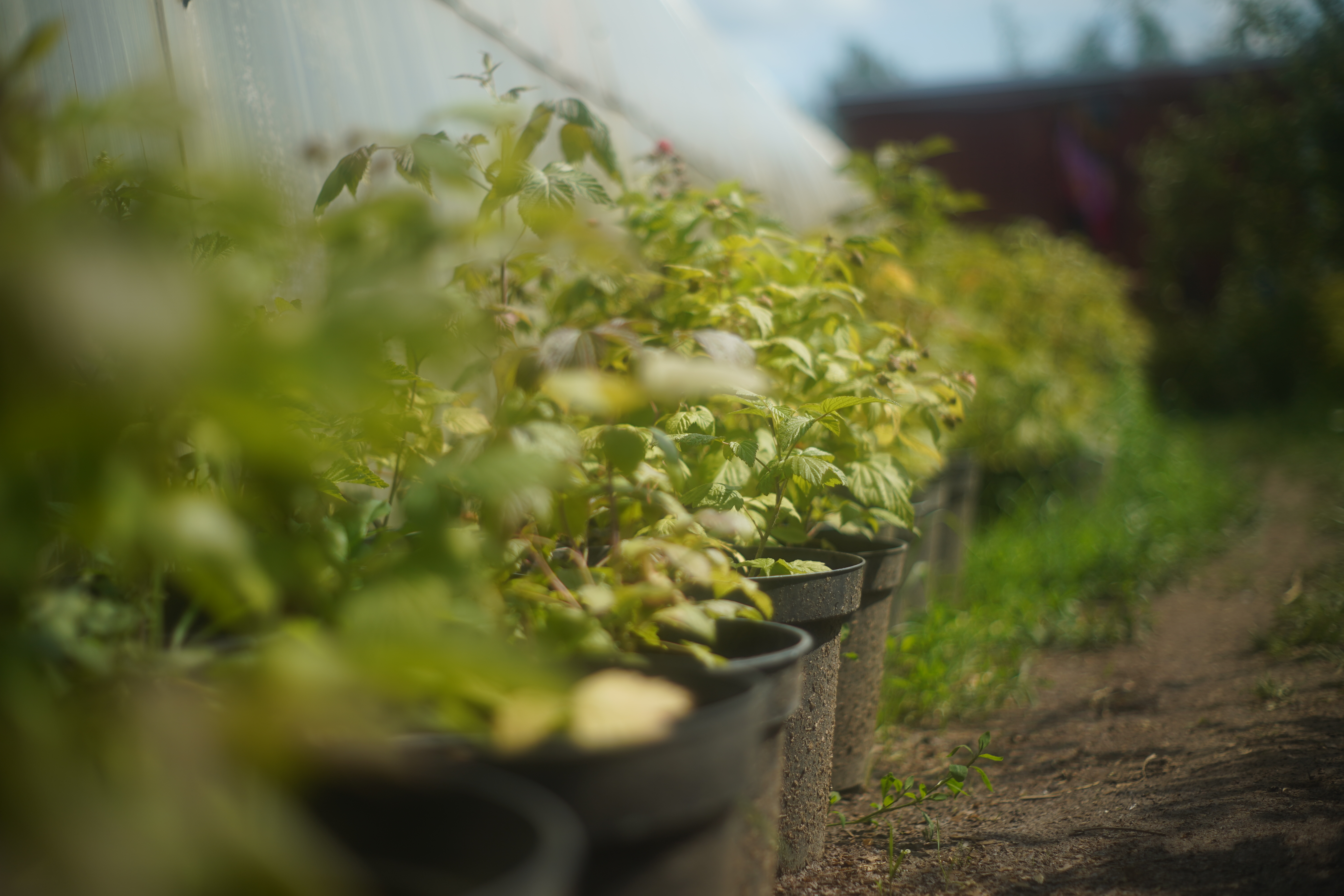 Питомник садовых растения Кольцово
