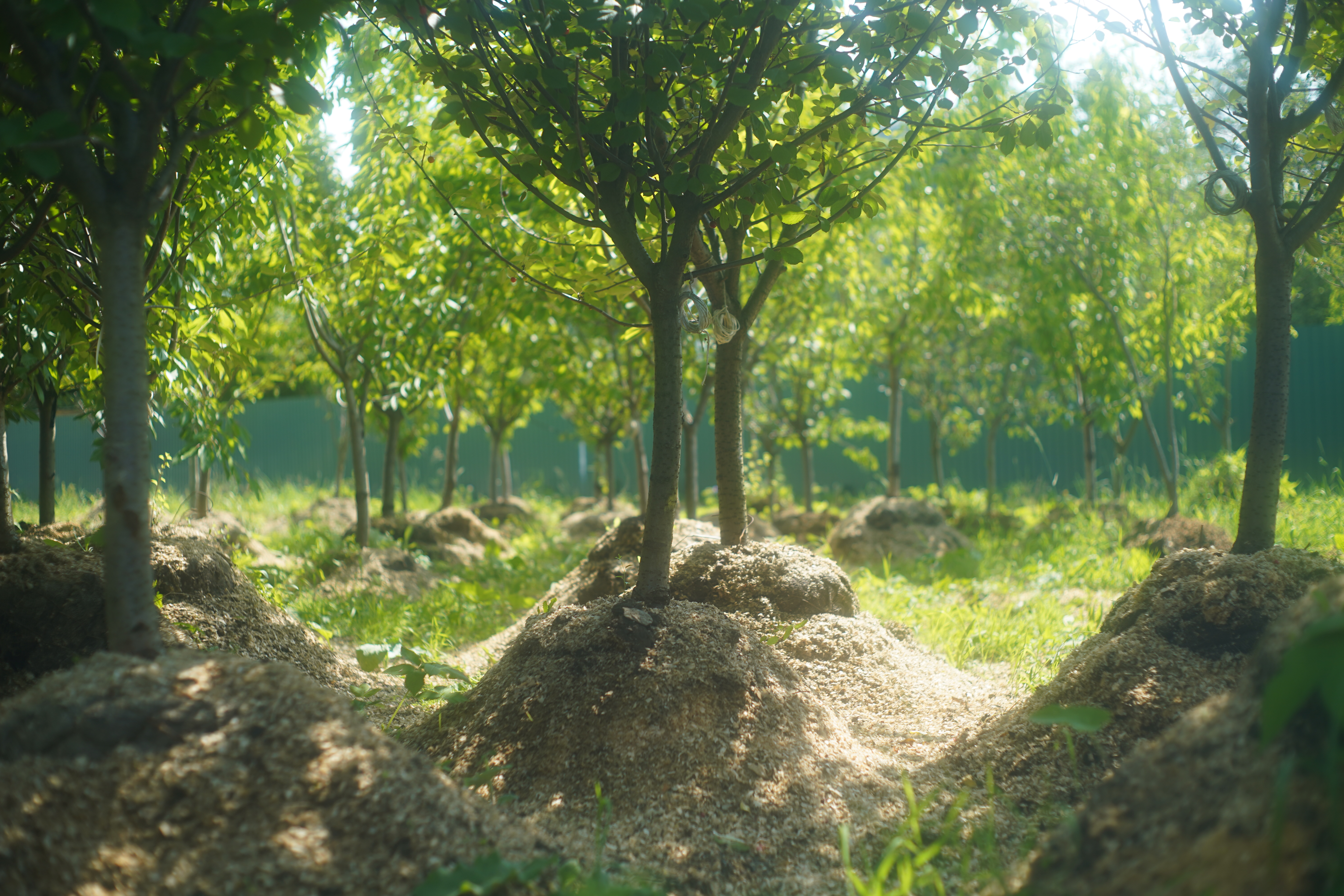 Питомник садовых растения Кольцово