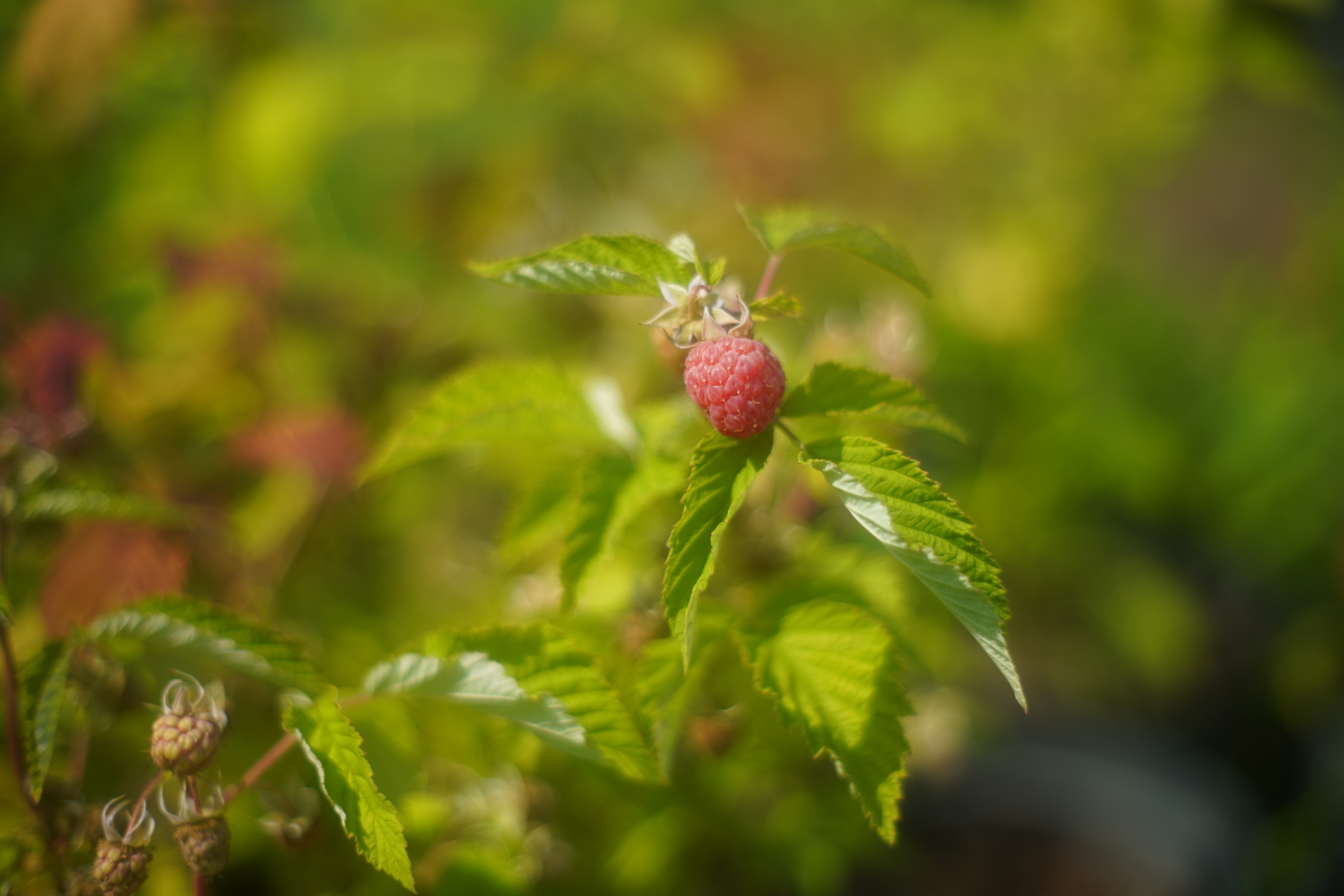 Саженцы малины как выглядят