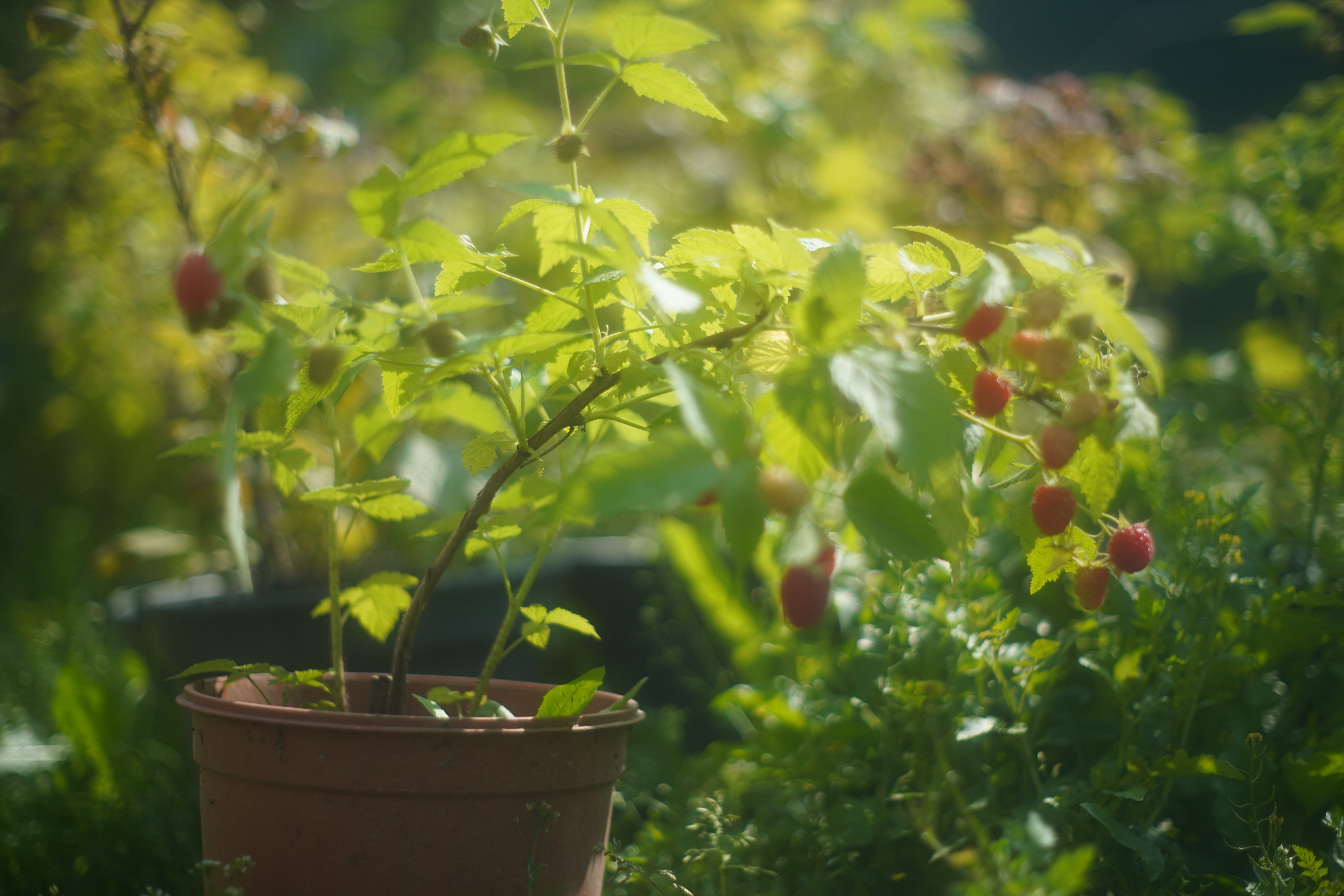 Саженцы малины как выглядят