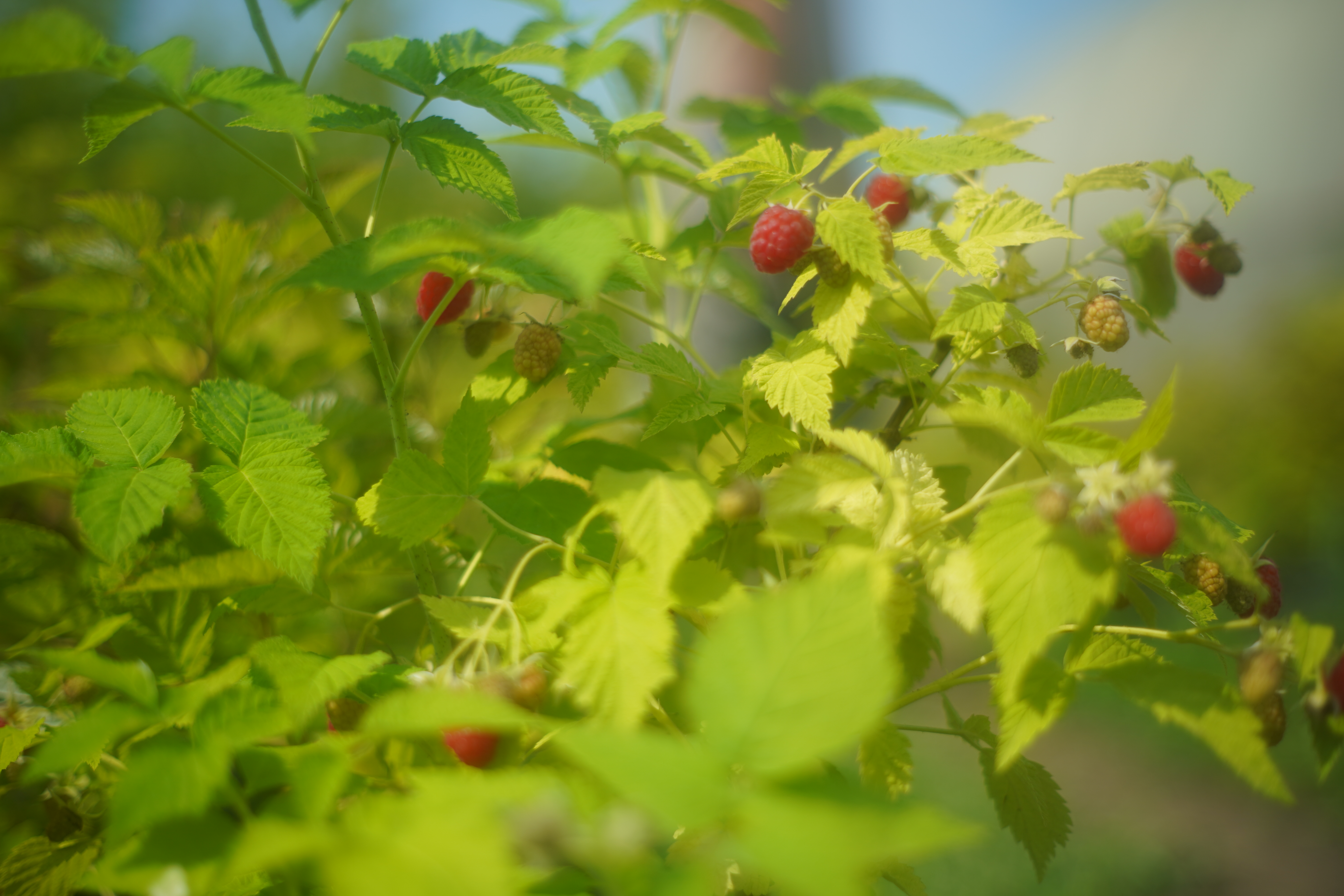 Саженцы малины как выглядят