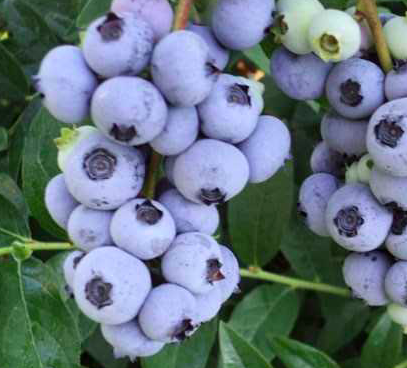 Купить саженцы голубики 7 лет сорт норт блю