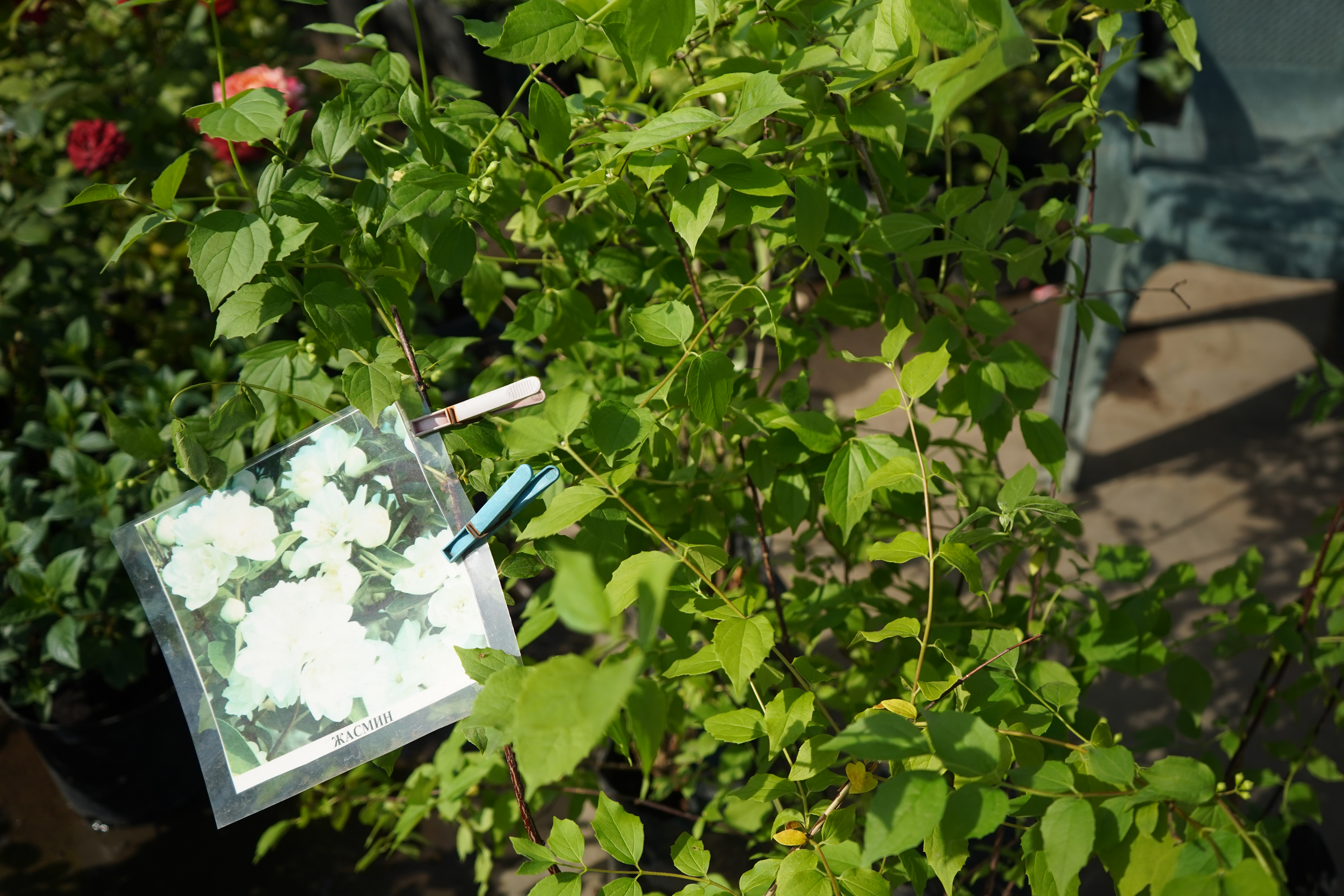 жасмин 2 года