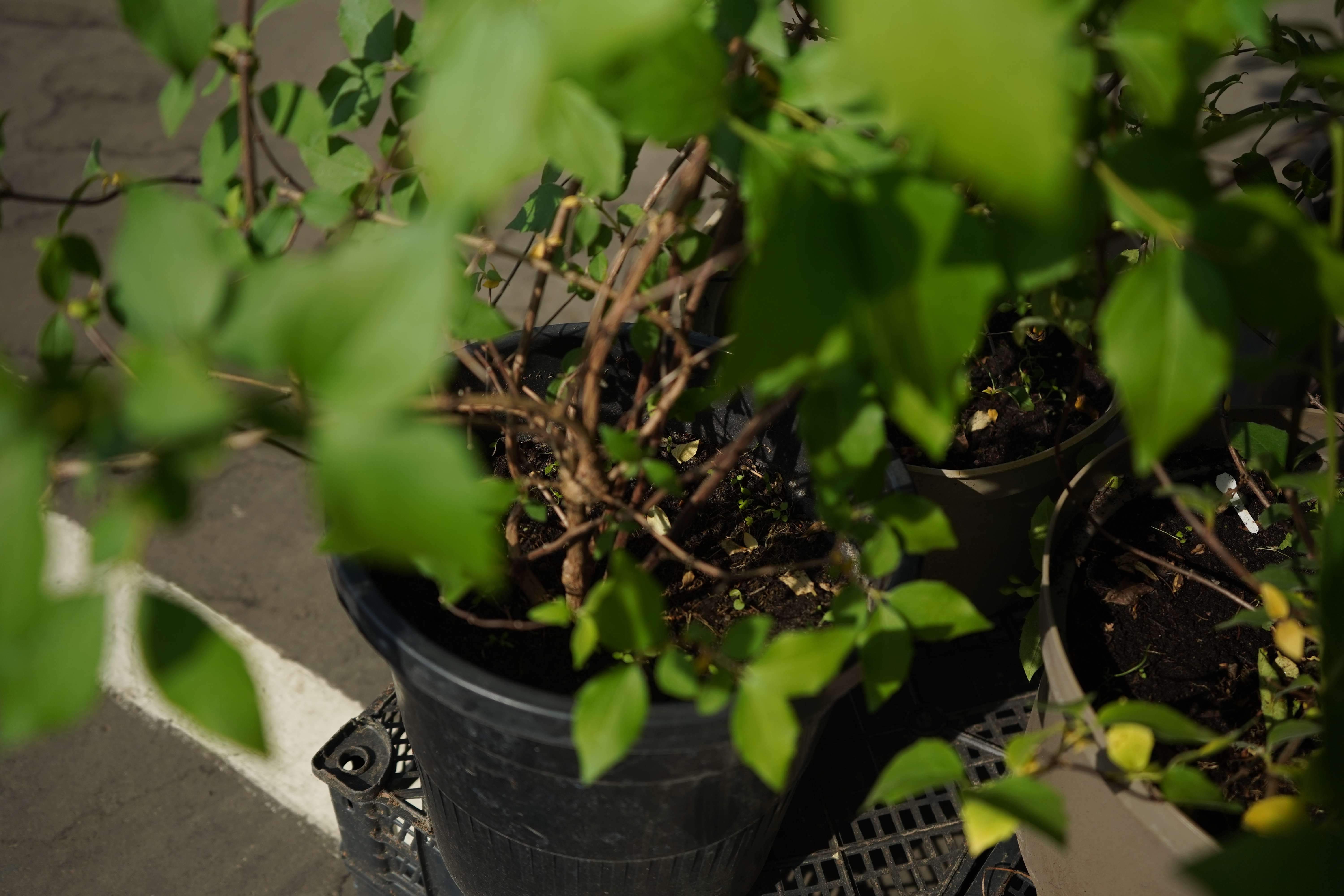 жасмин 2 года