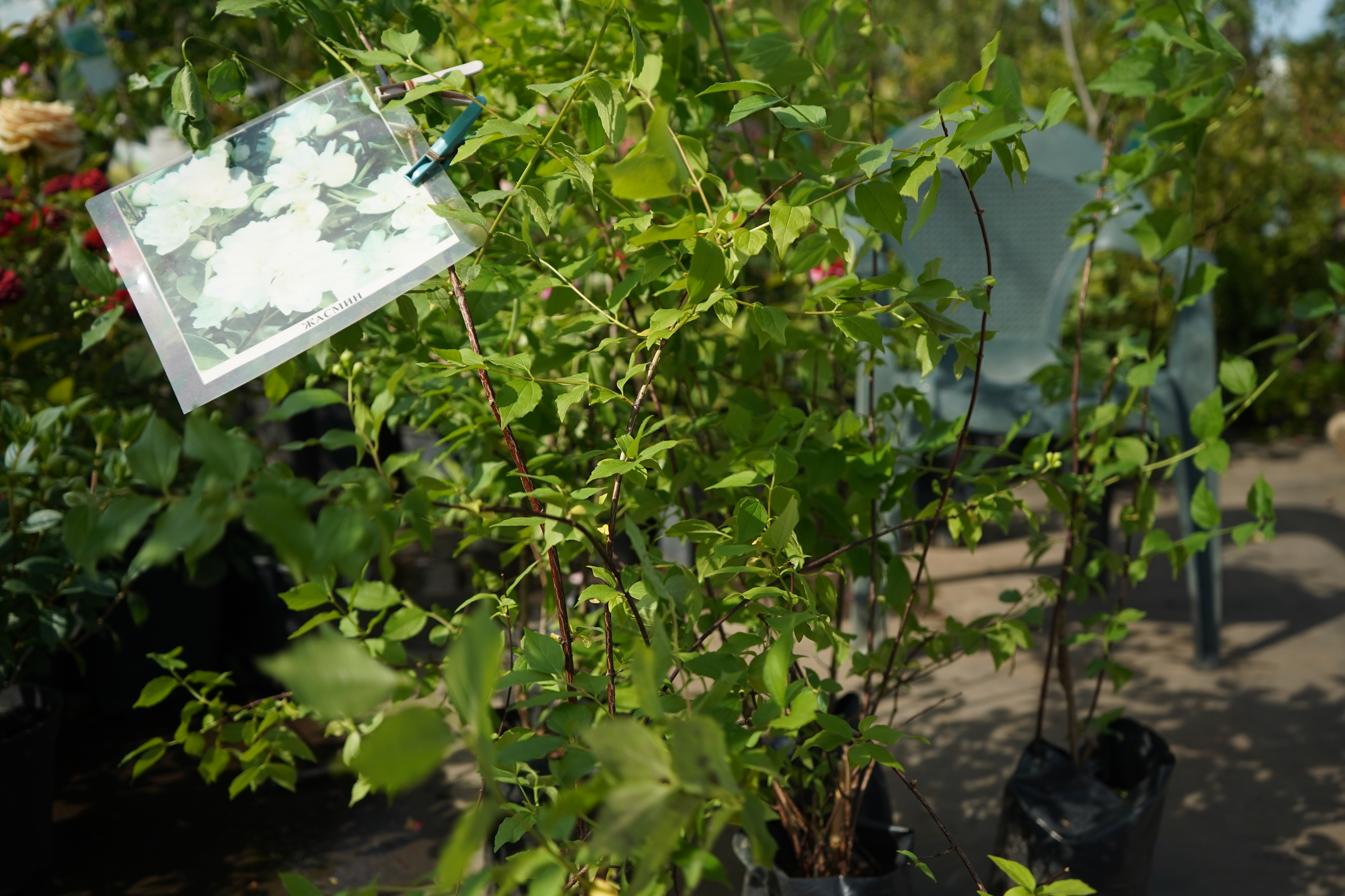 жасмин двухлетка