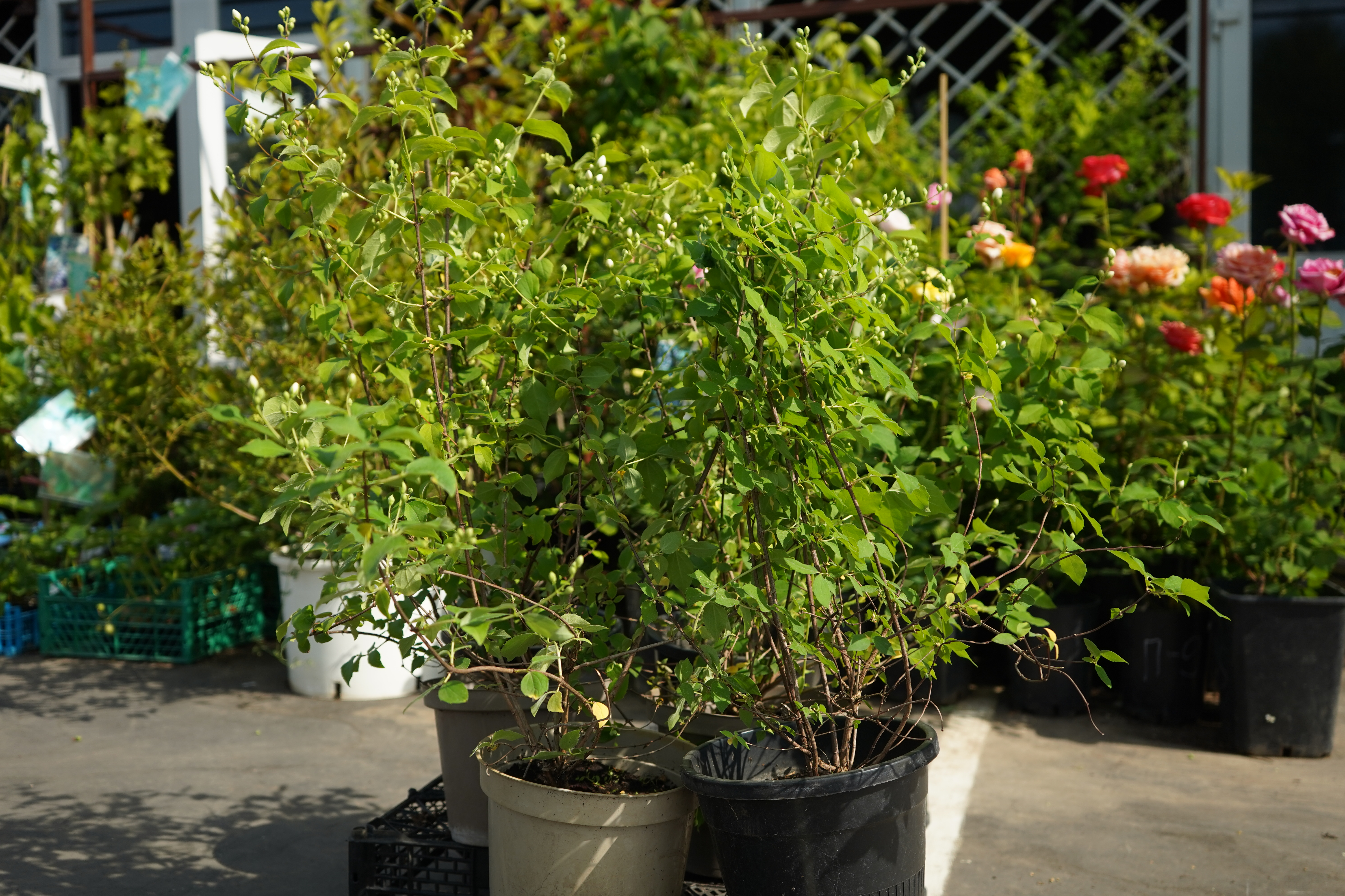 жасмин 3 года