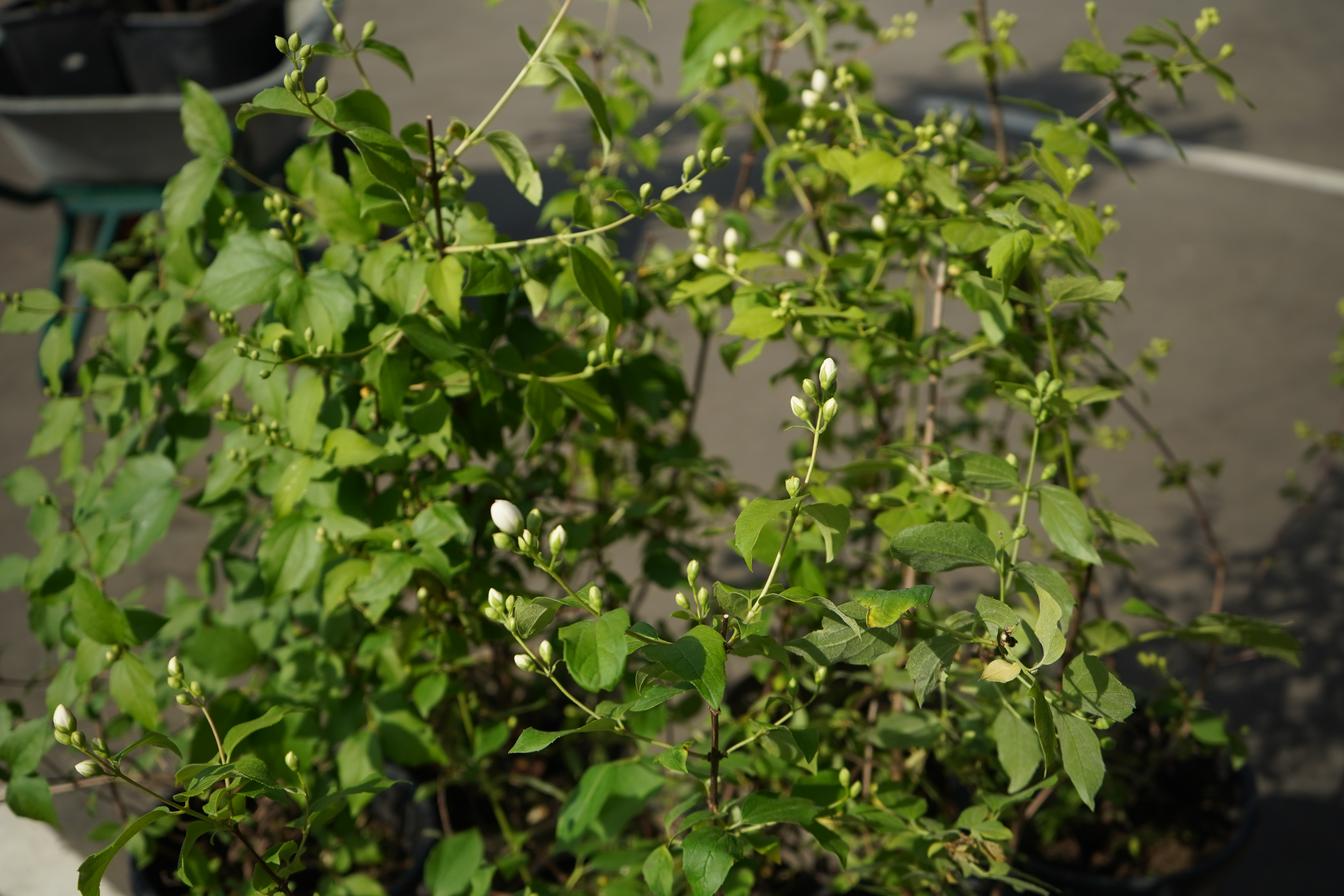 жасмин 3 года