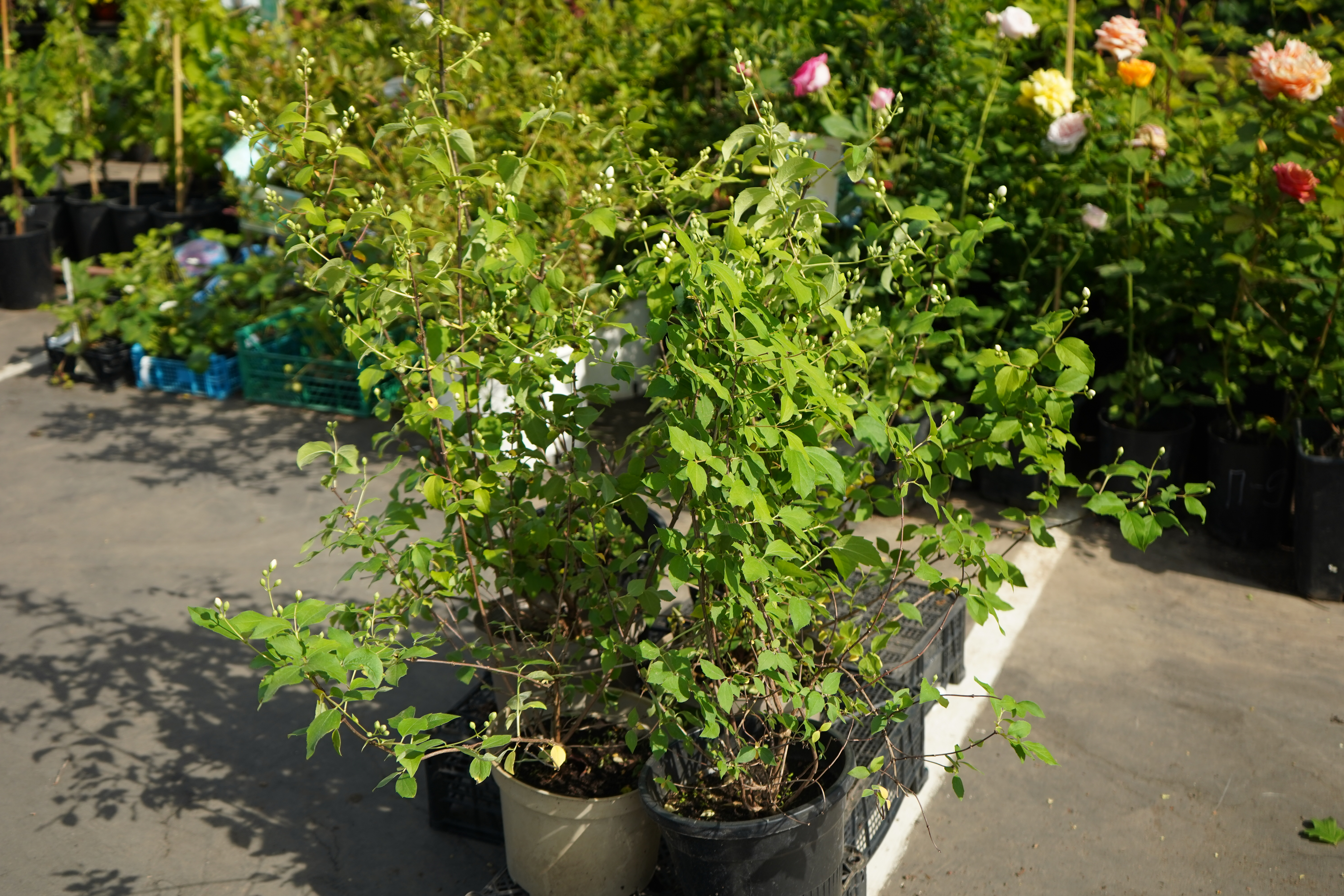 жасмин 3 года