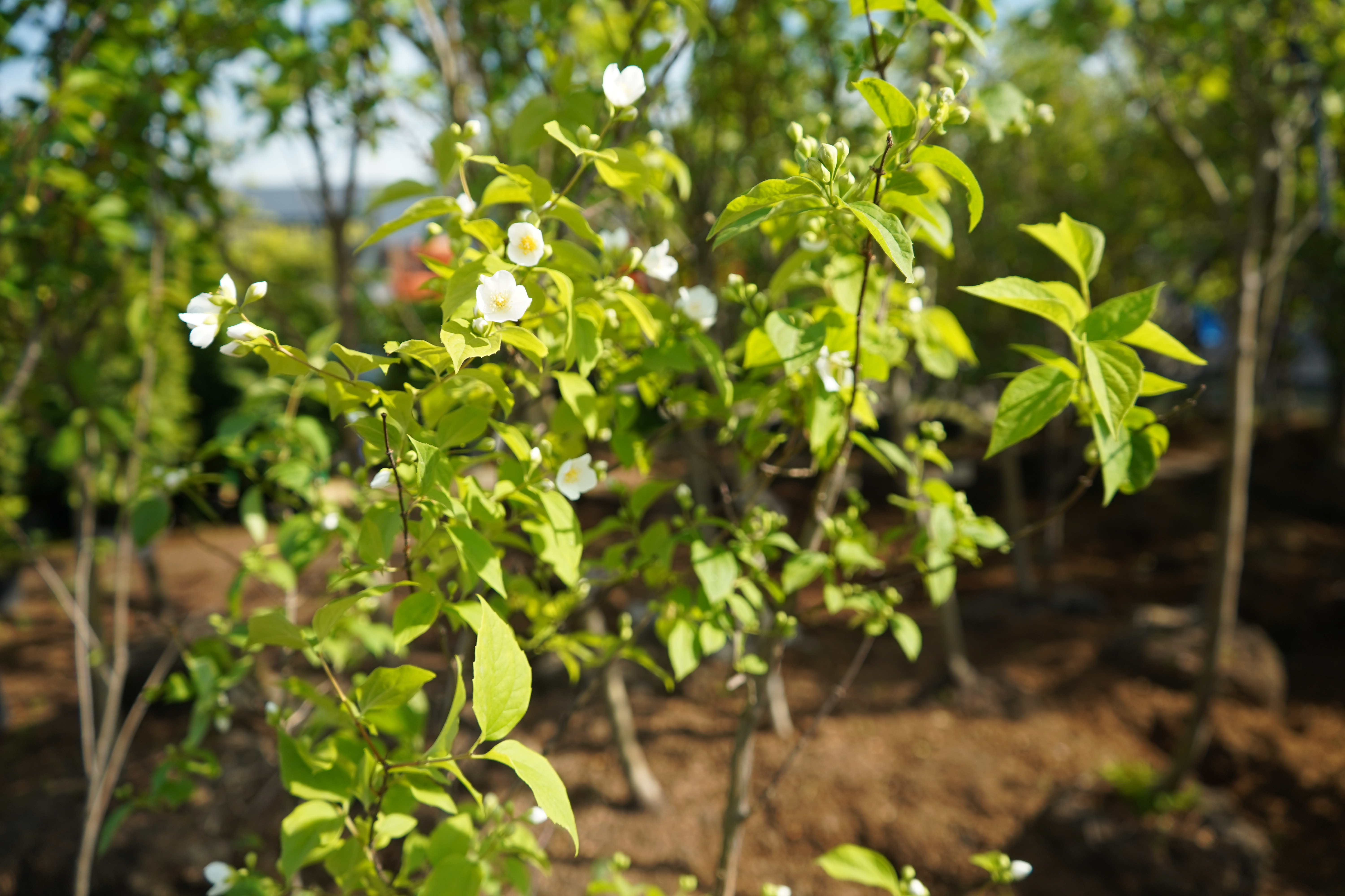 жасмин 3 года