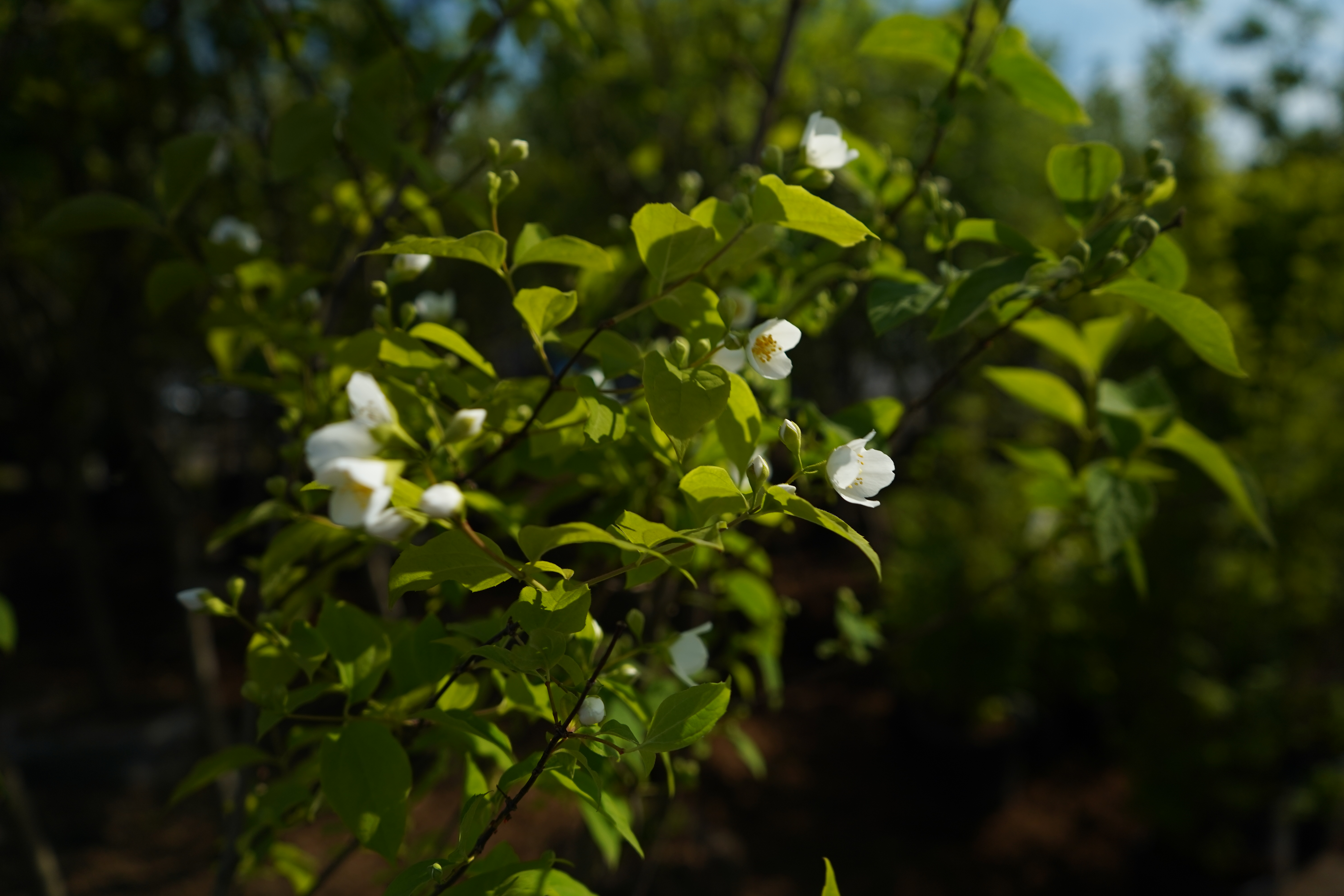 жасмин 4 года