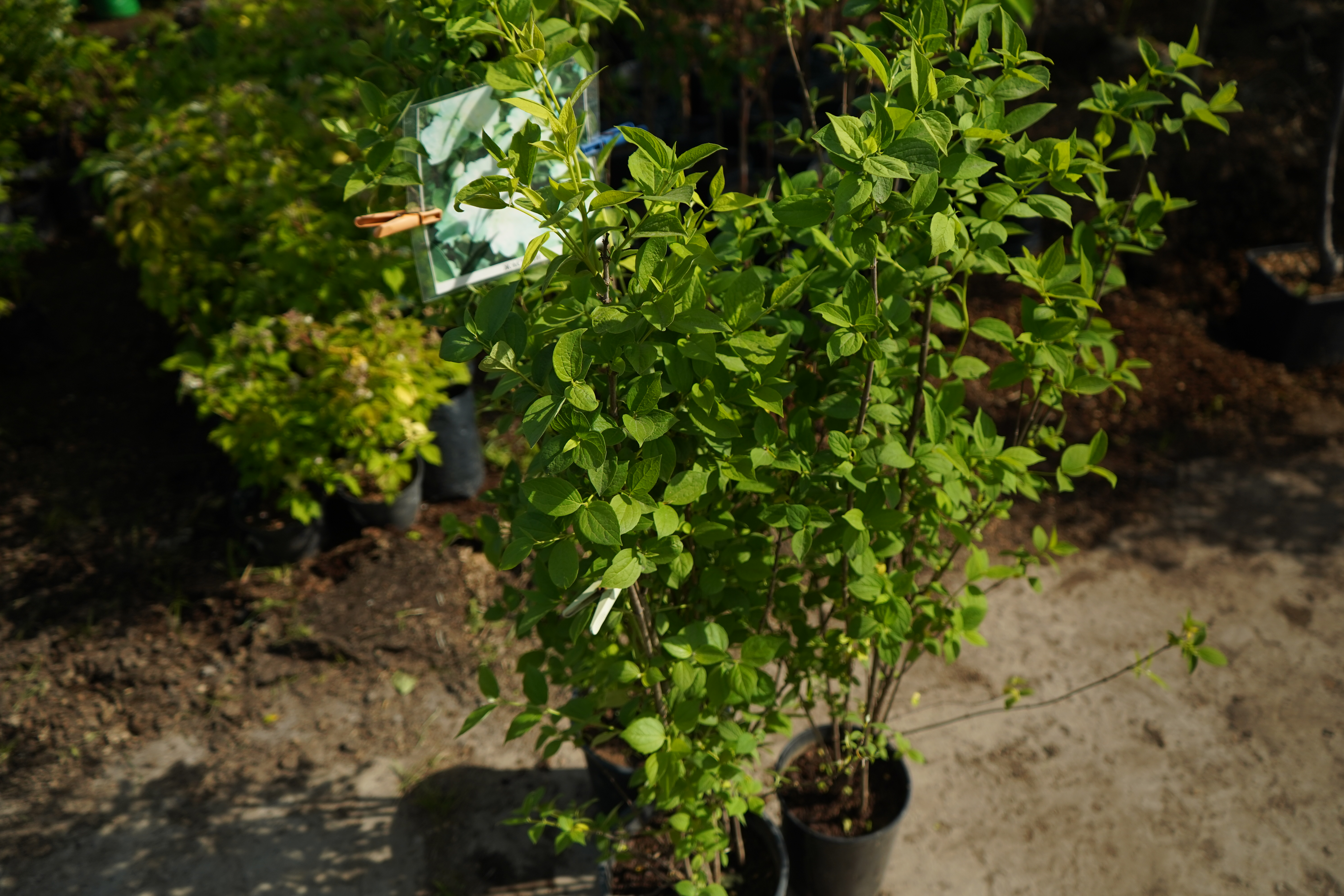 жасмин 4 года