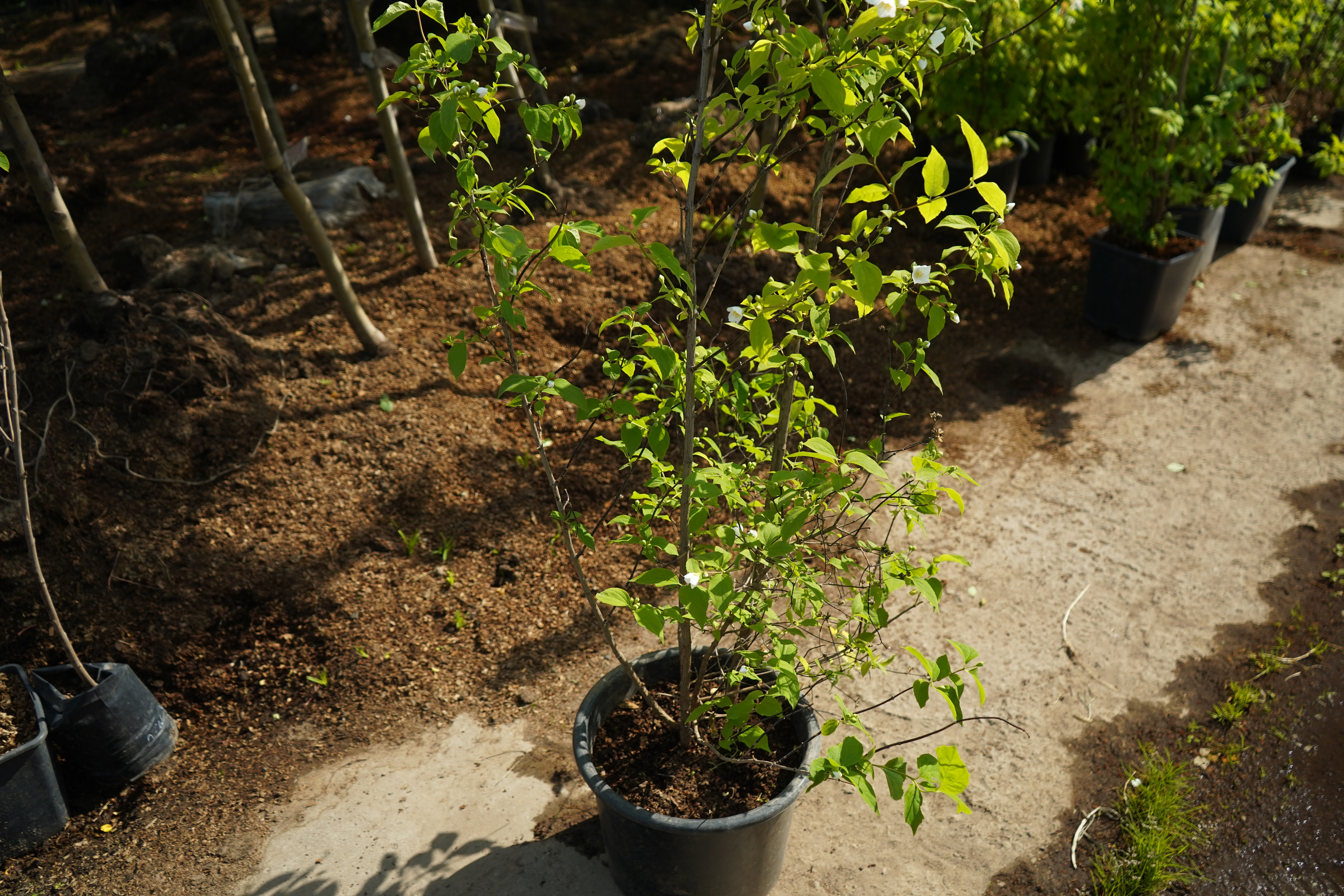 жасмин 4 года