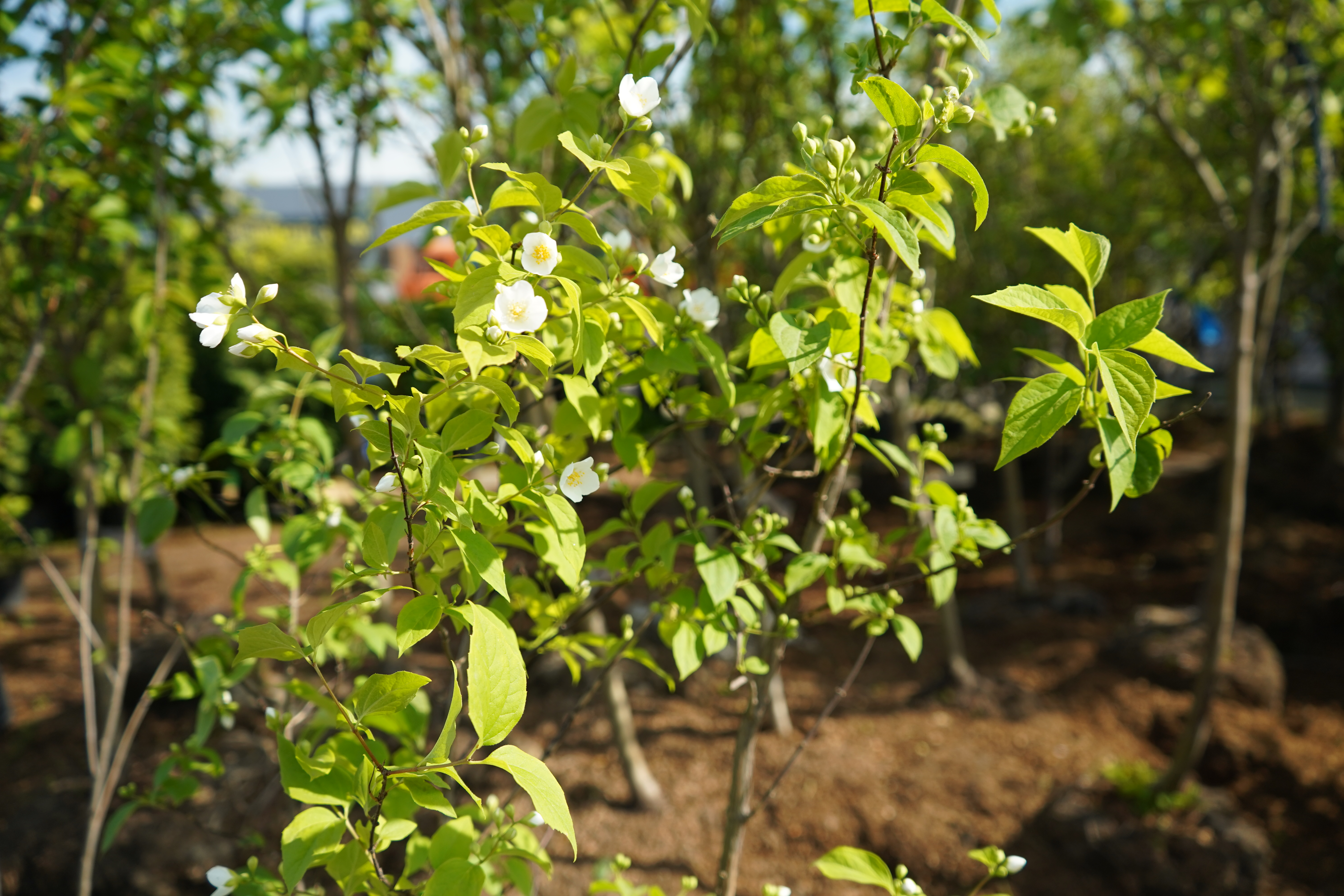 жасмин 4 года