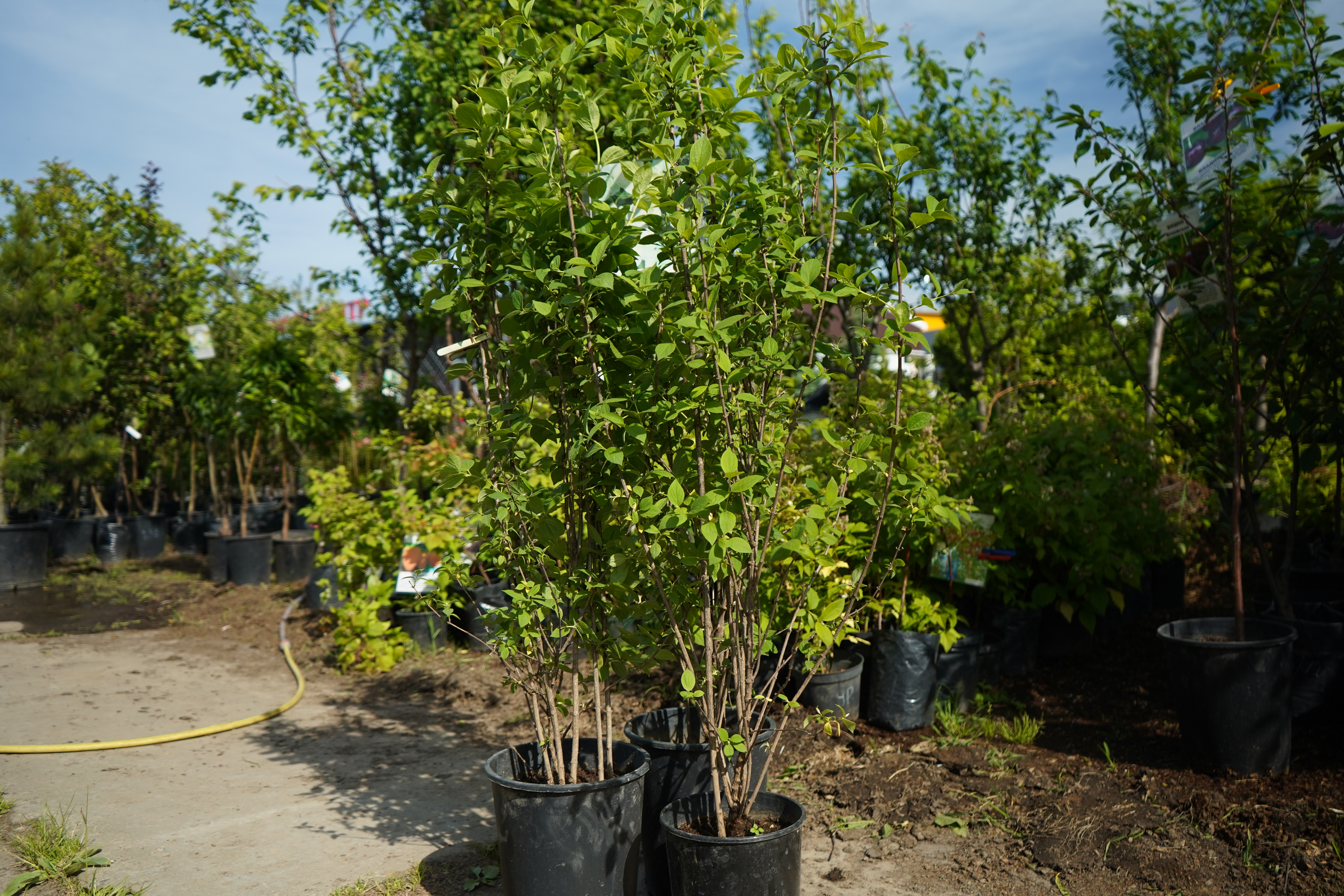 жасмин 6 лет