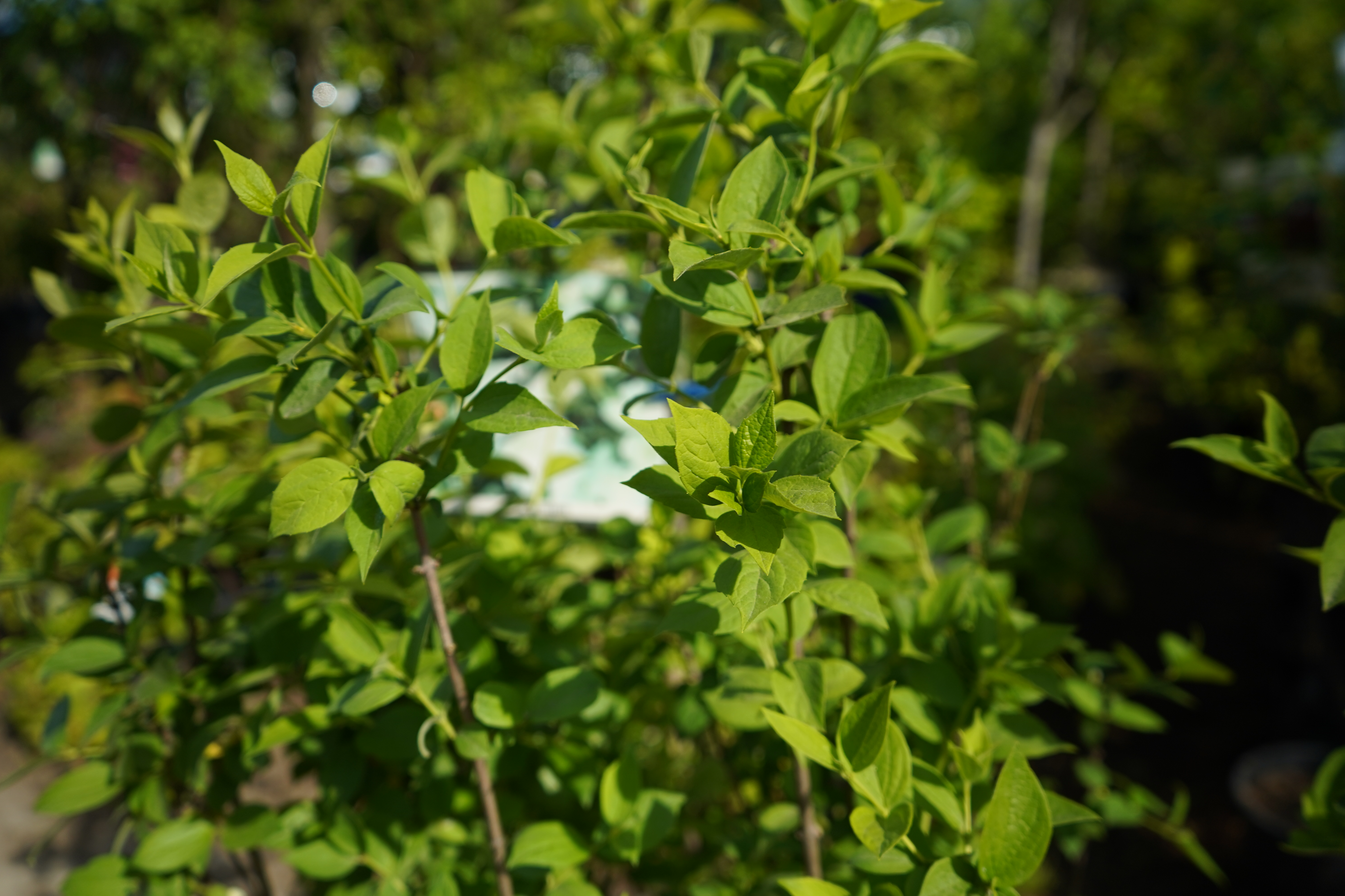 жасмин 5 лет