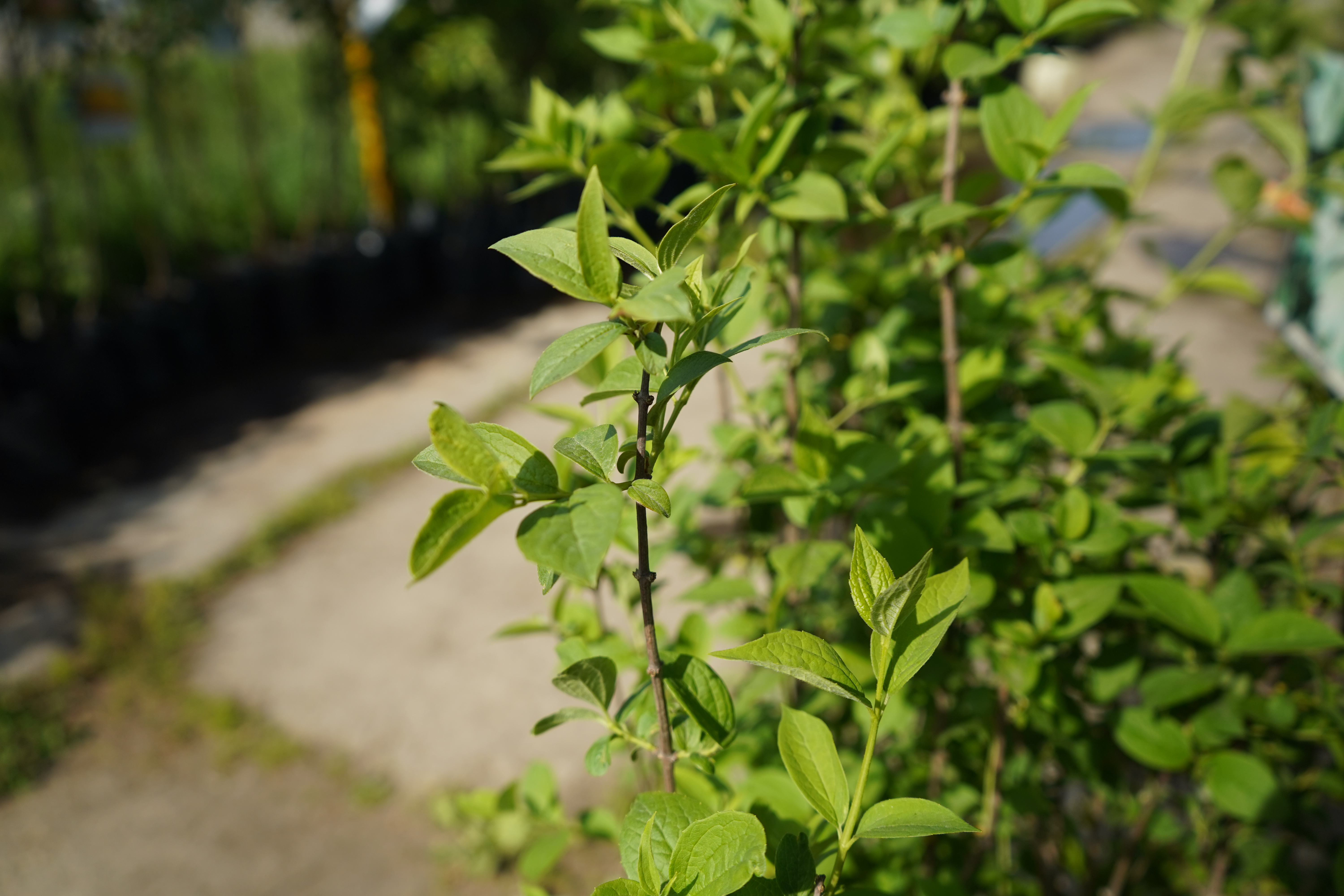 жасмин 5 лет