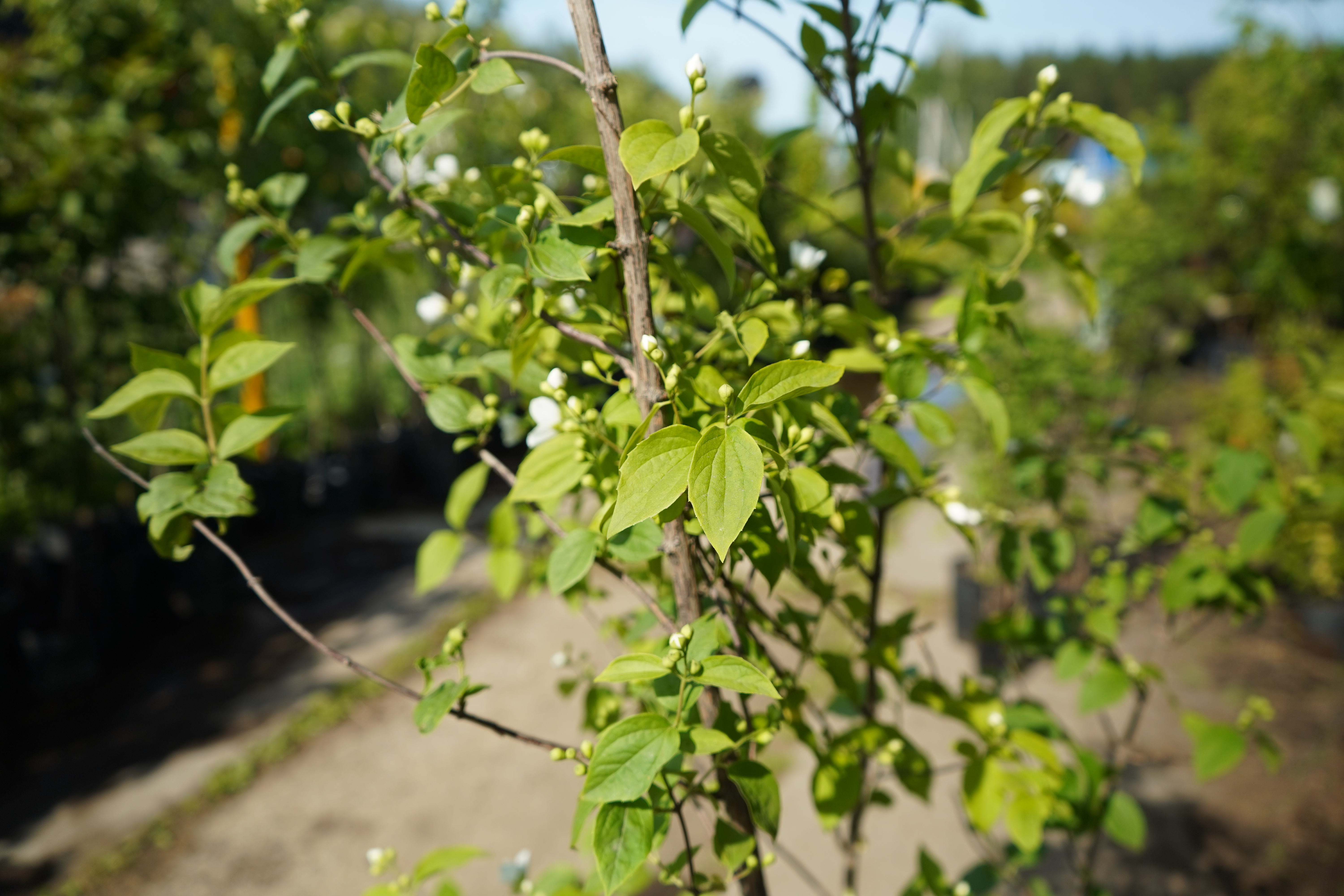 жасмин 6 лет