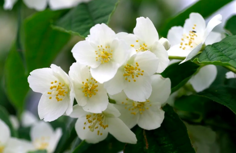 купить Жасмин 8 лет