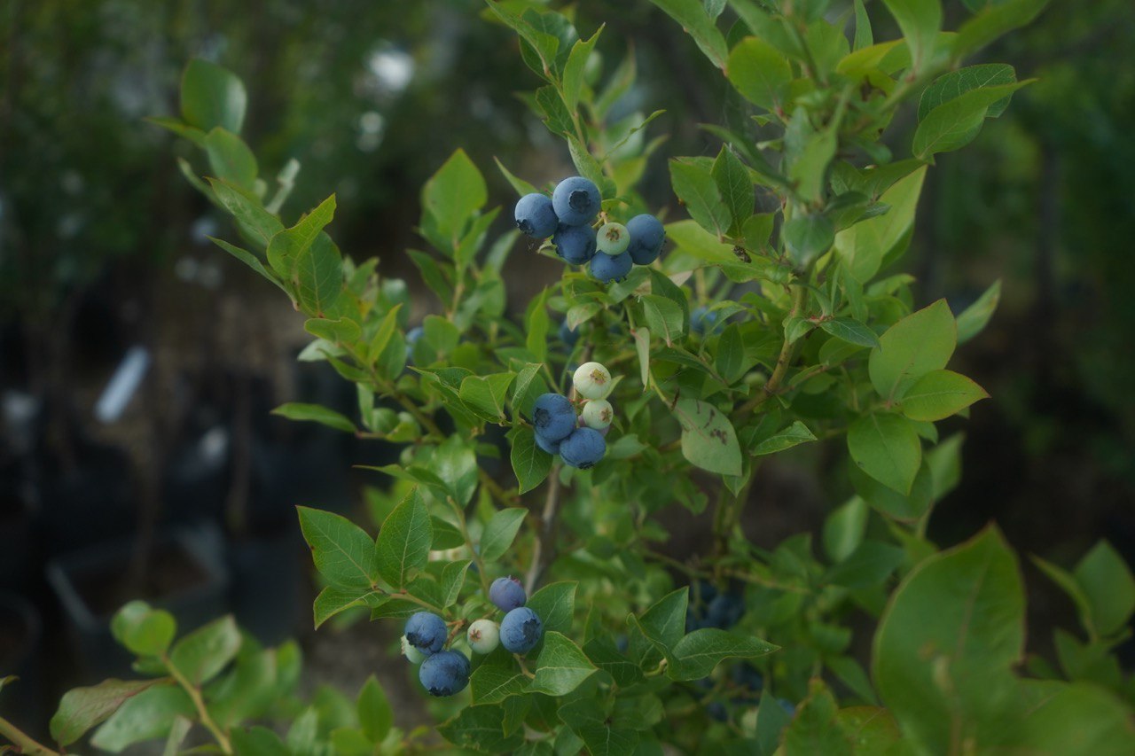 голубика 7 лет