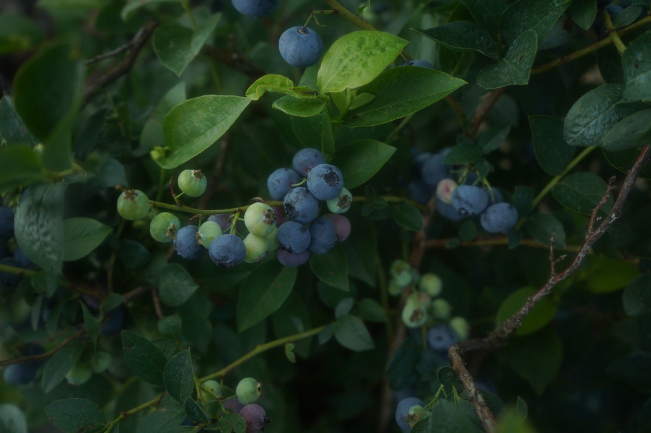 голубика 7 лет