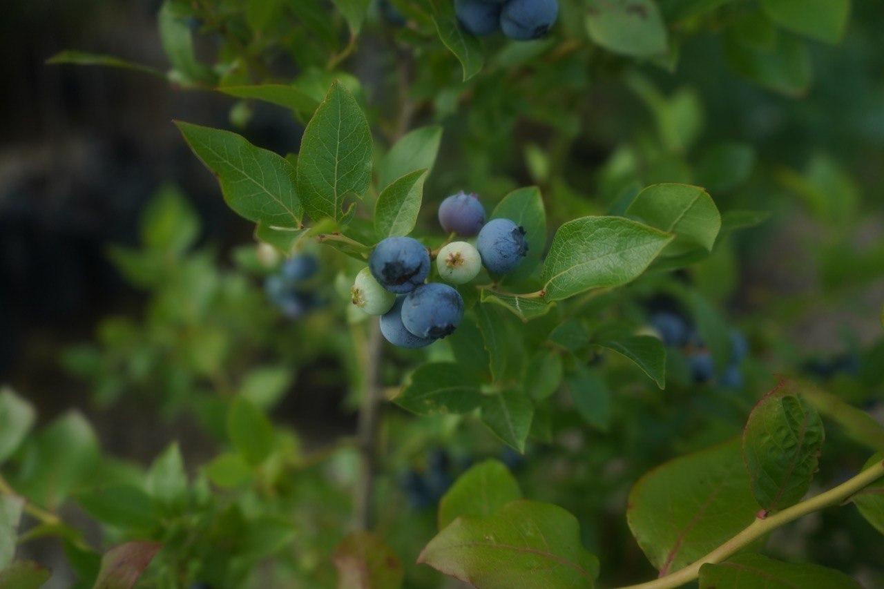 голубика 7 лет