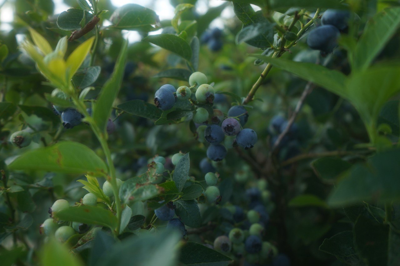 голубика 7 лет