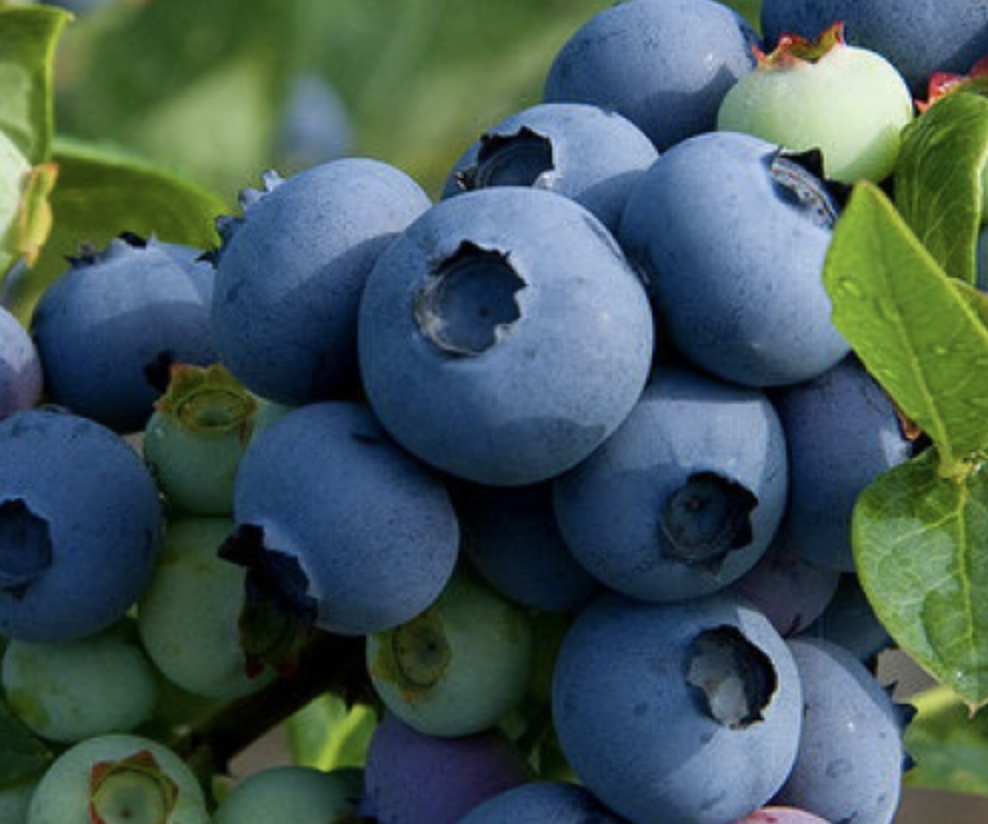 Купить саженцы голубики 7 лет сорт норт блю