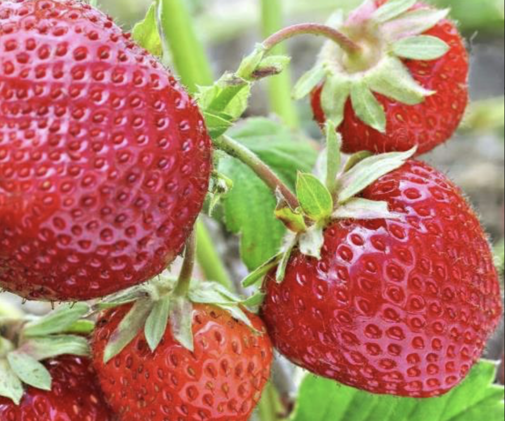 Клубника зенга зенгана