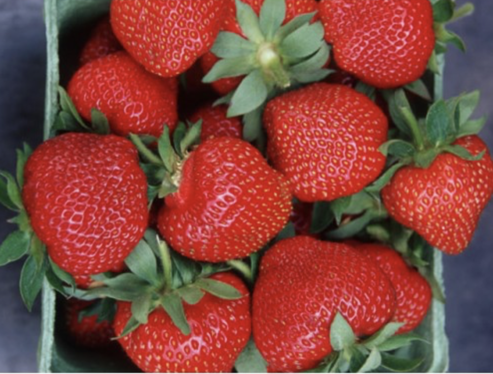 Клубника Венди 