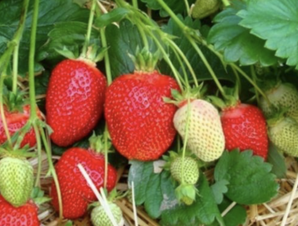 Клубника Альба 