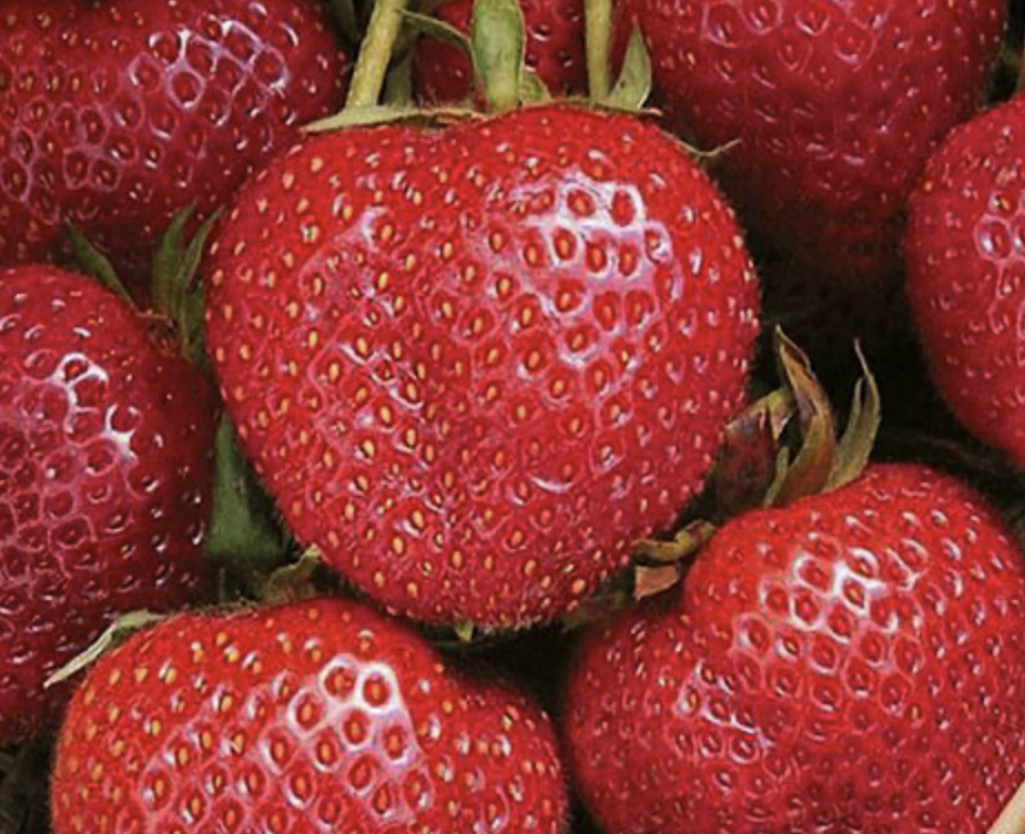 Клубника румба