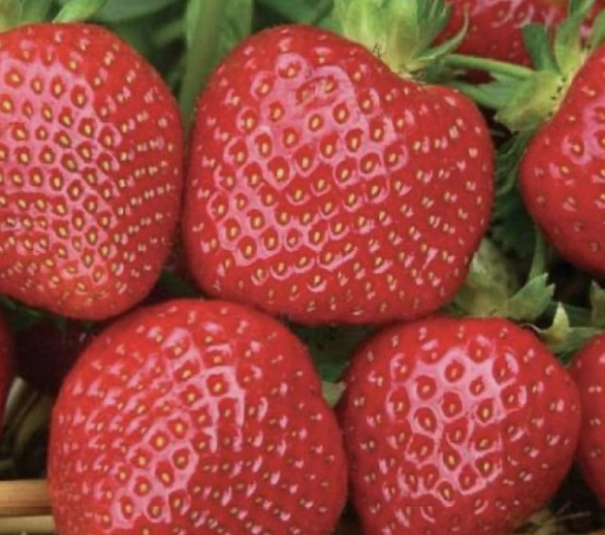 Клубника мальвина