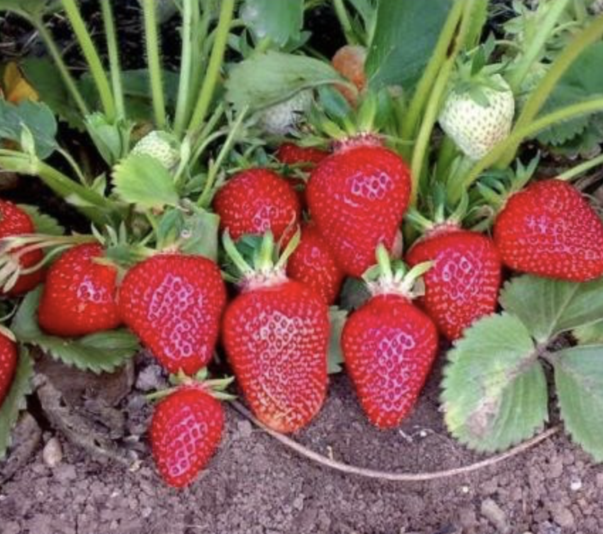 Клубника клери