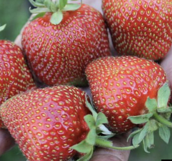 Клубника Сирия 