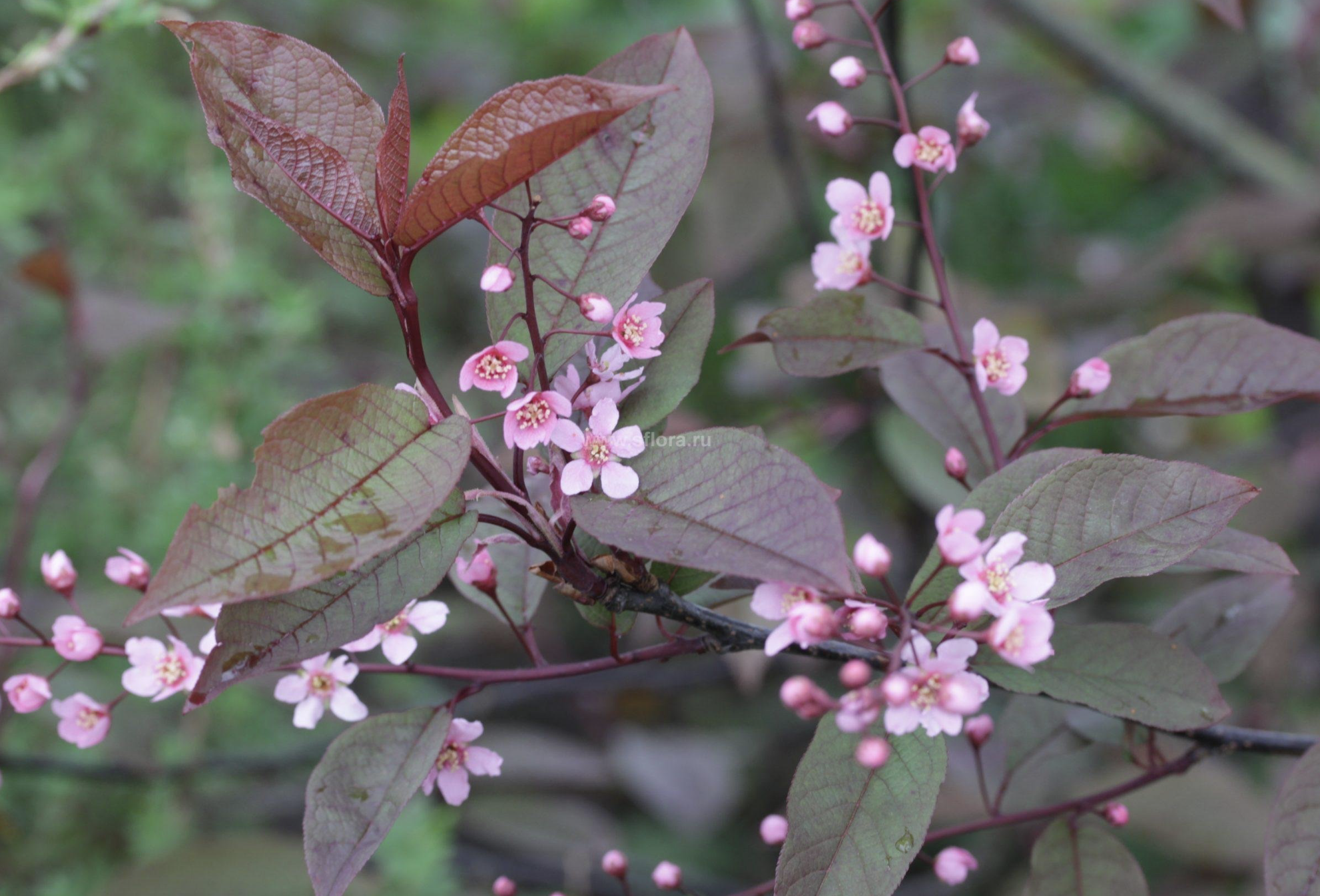 черемуха Шуберта  2 года
