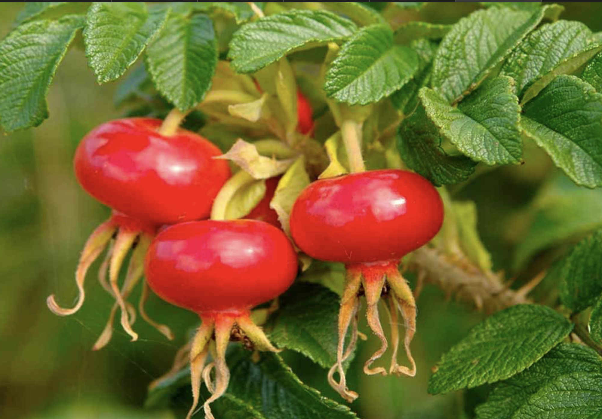 саженцы шиповника