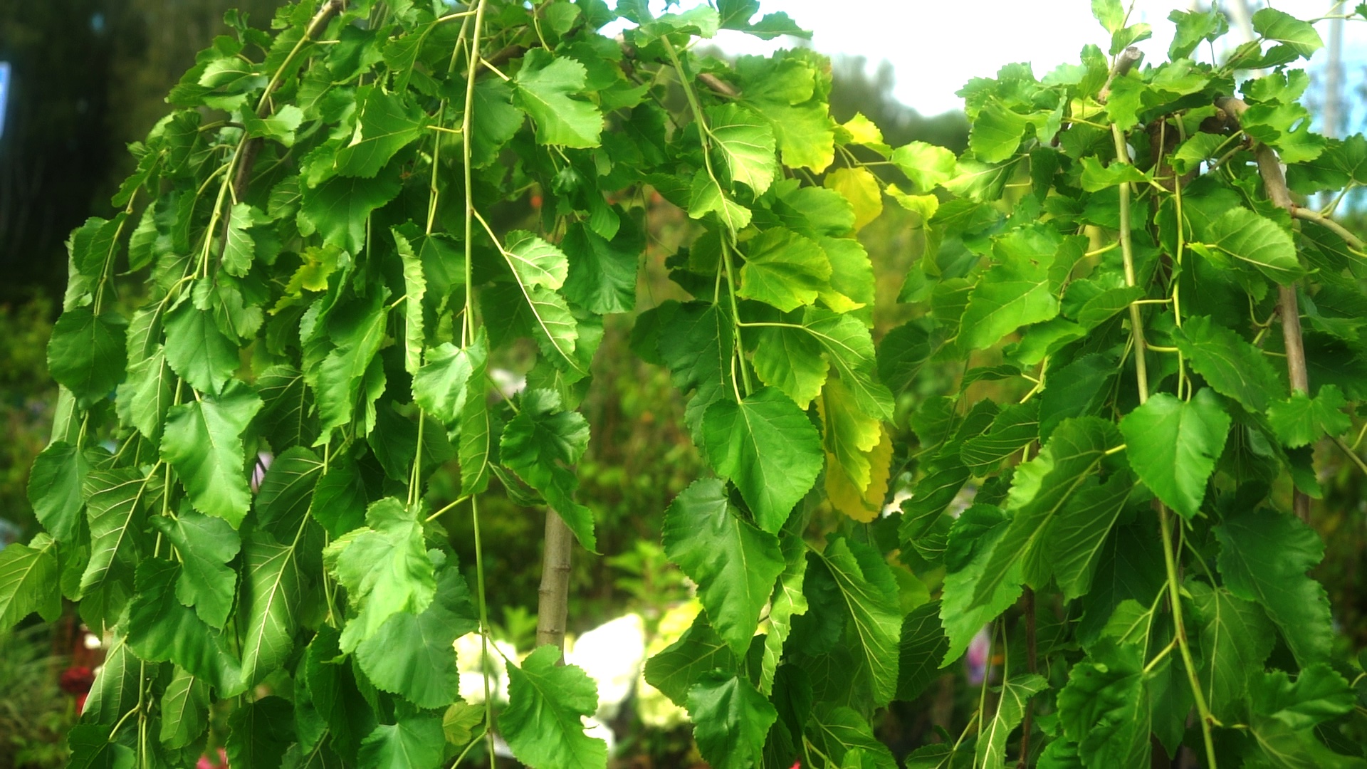 шелковица плакучая пендула