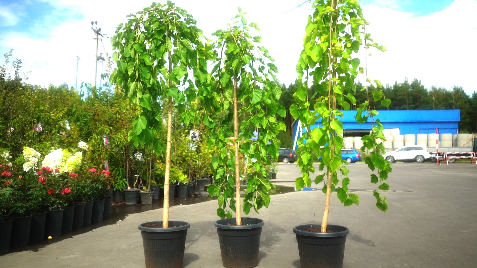 шелковица плакучая пендула