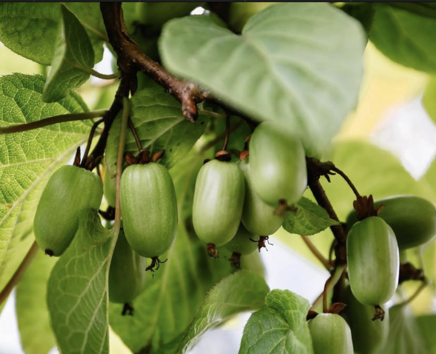 саженцы актинидии