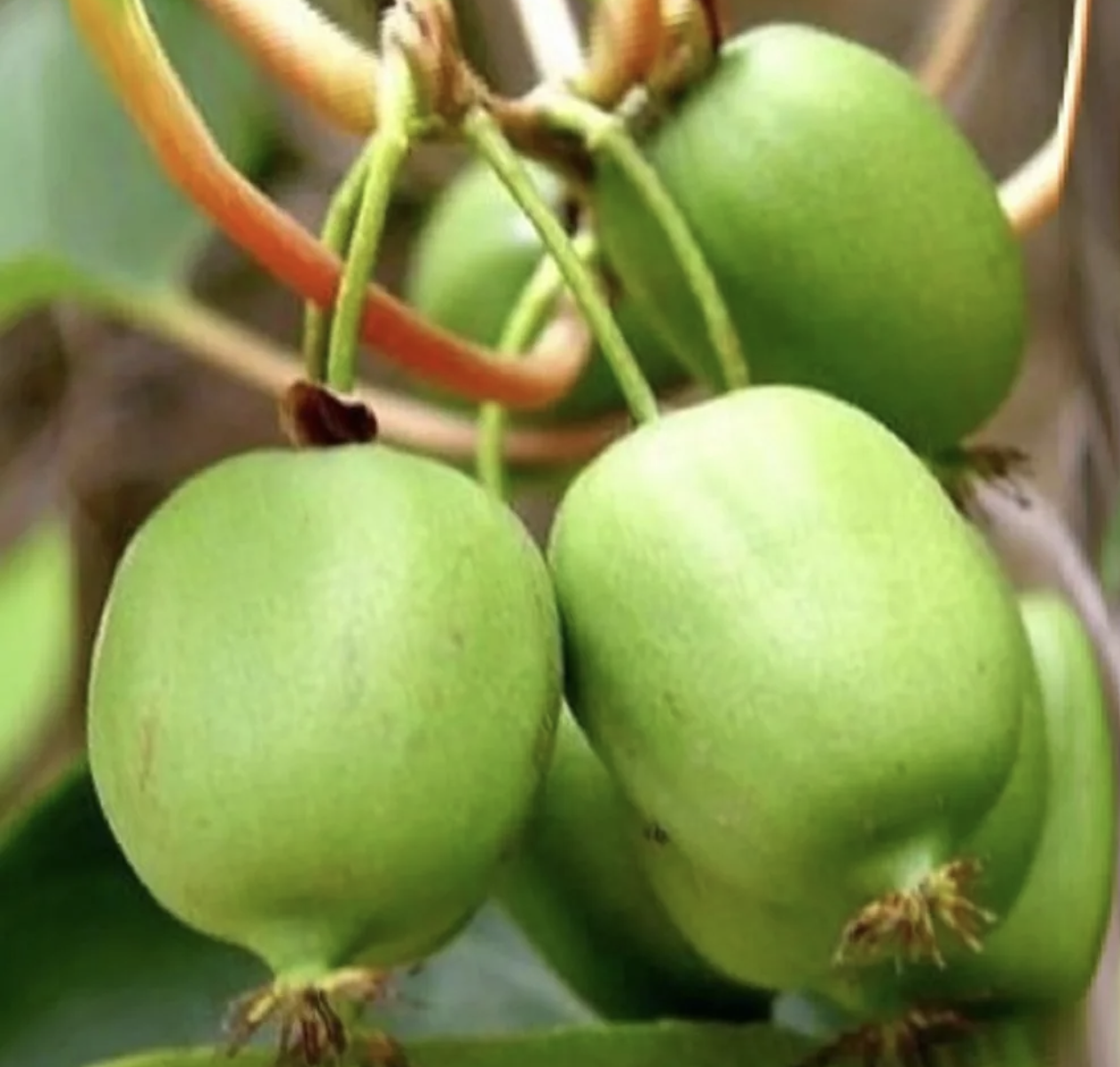 актинидия Лакомка 3 года 