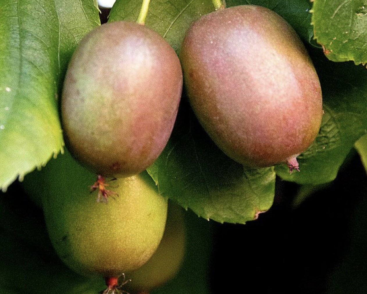 актинидия вейки 4 года 